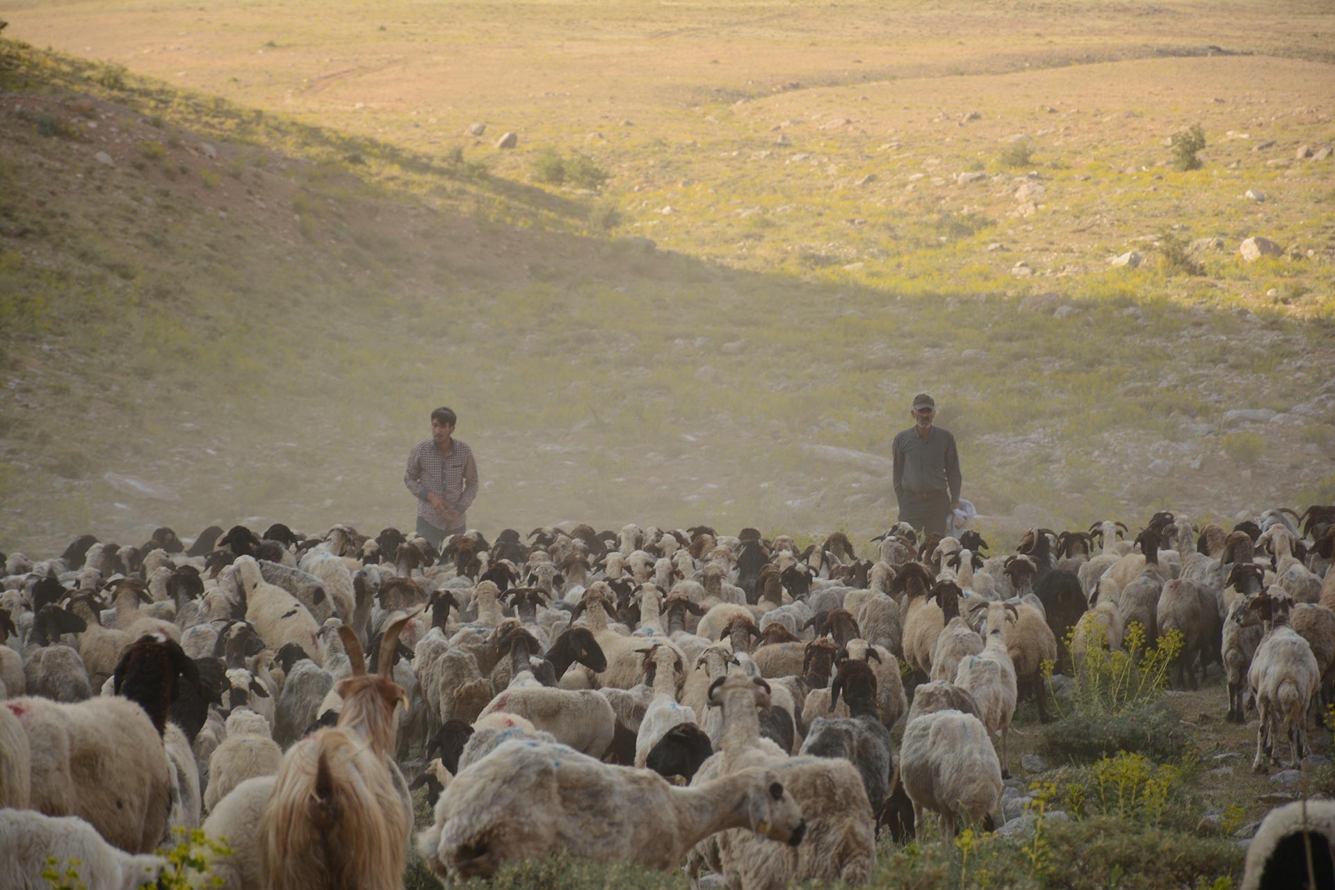 Hayvanları otlatan koçerler