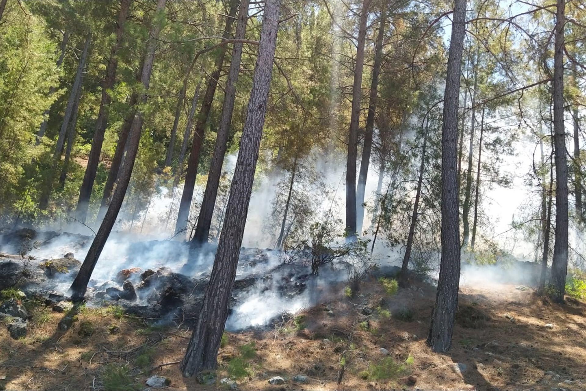 Alanya'da orman yangını