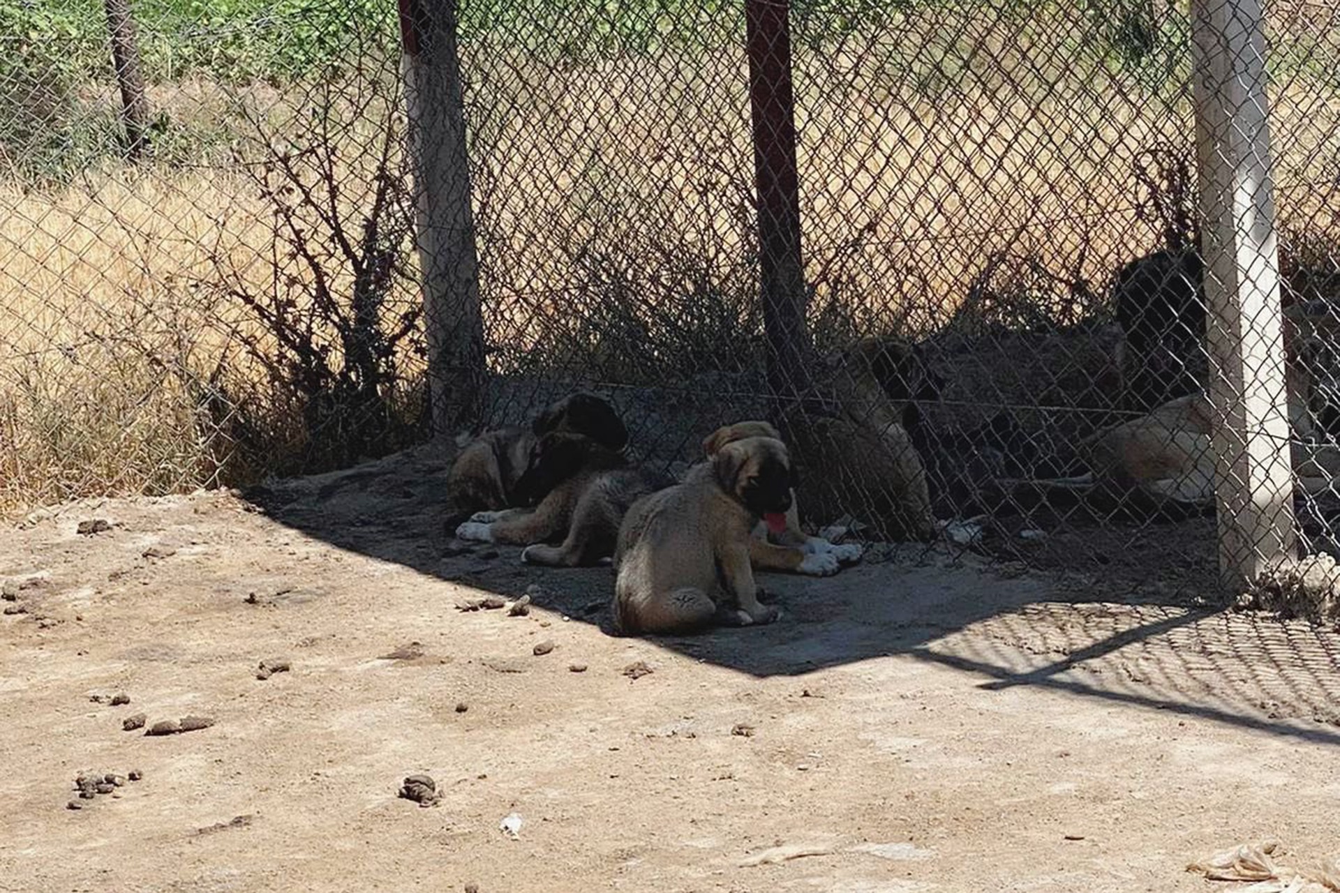 Bismil köpek toplama merkezine götürülen köpekler