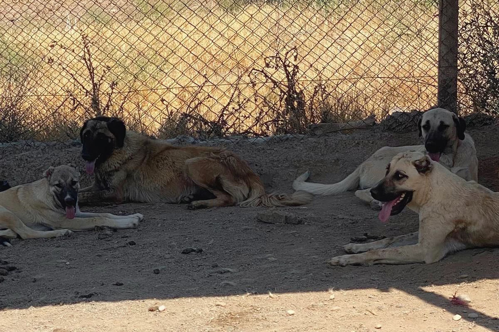 Bismil köpek toplama merkezine götürülen köpekler