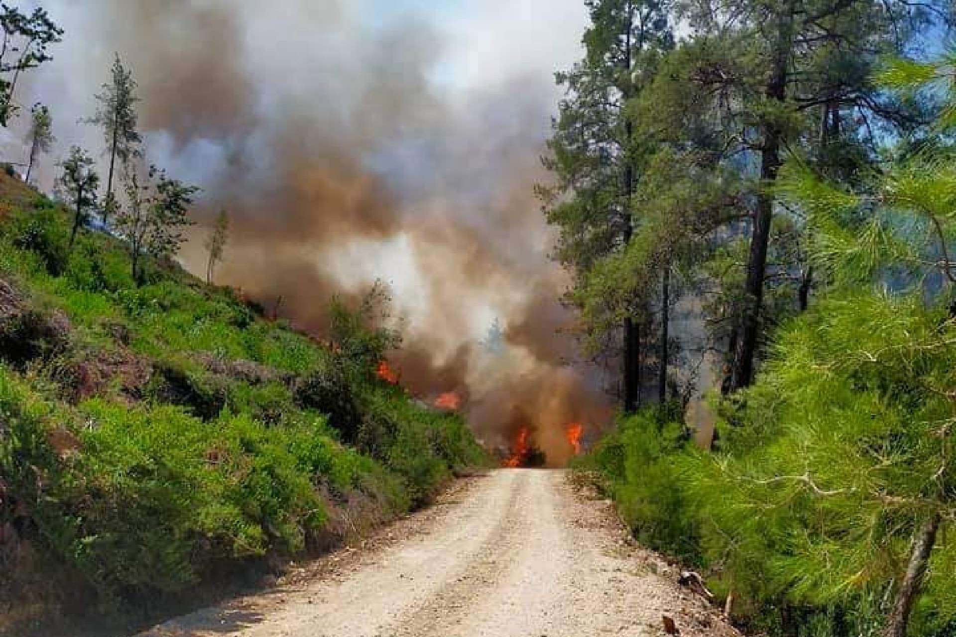 Burdur'un Bucak'ta orman yangını 