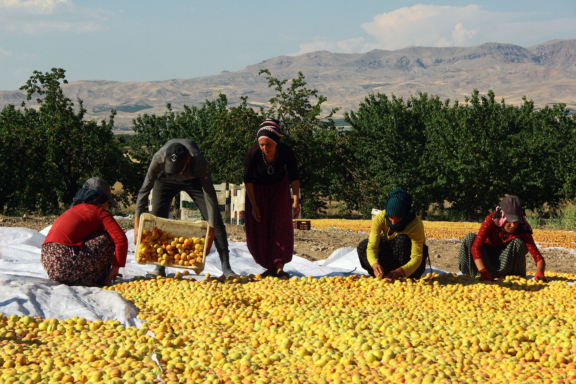 300 milyon dolardan tarım işçilerine kalan: 90 TL yevmiye, sigortasız çalışma