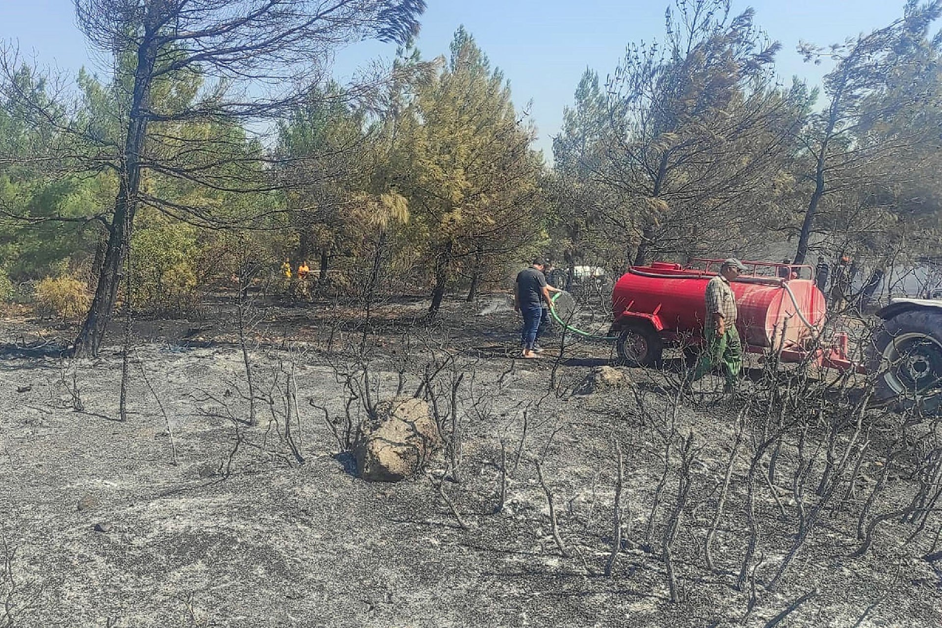 Manisa'nın Akhisar ilçesinde çıkan orman yangını