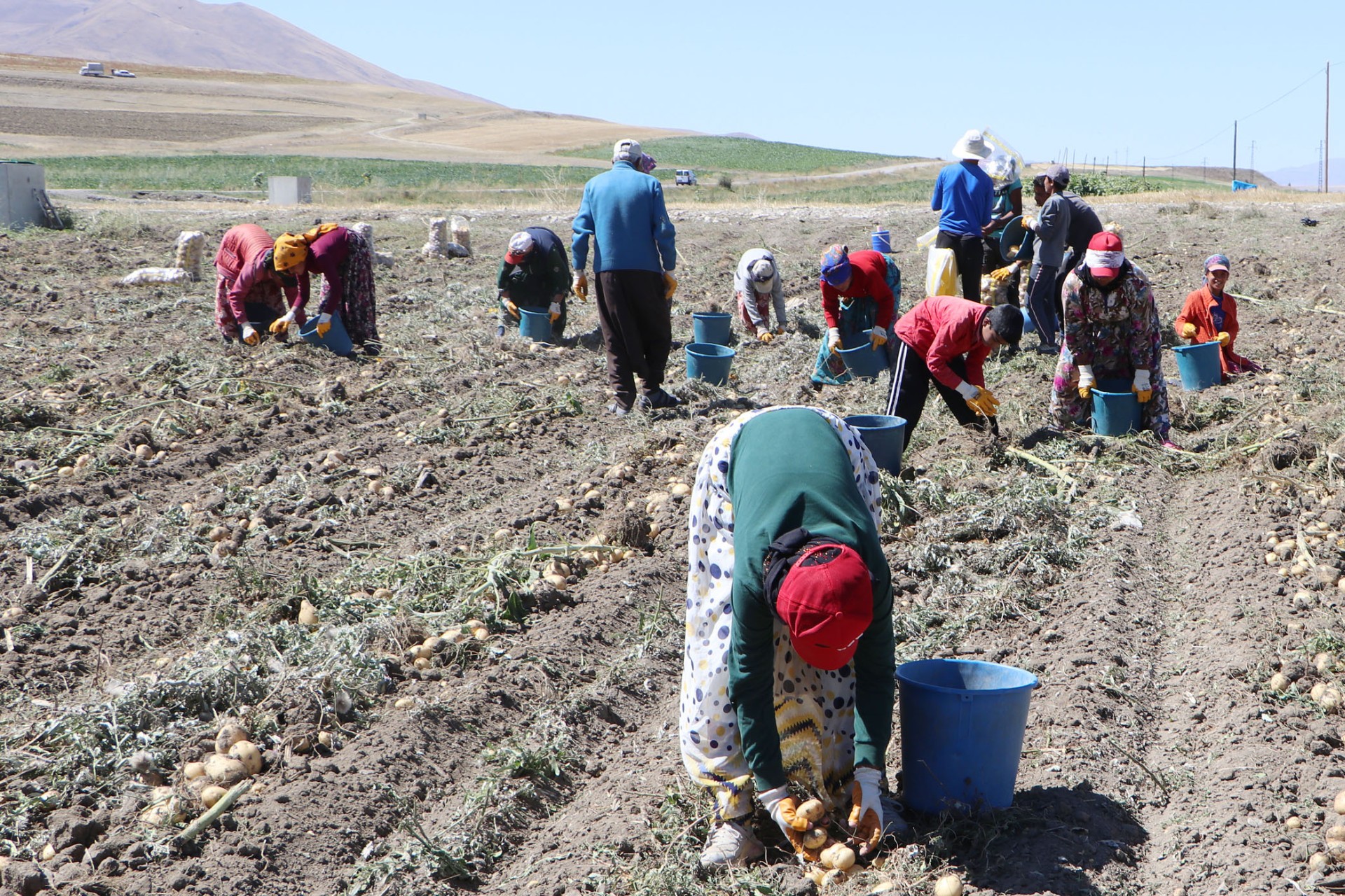 Patates toplayan mevsimlik işçiler 