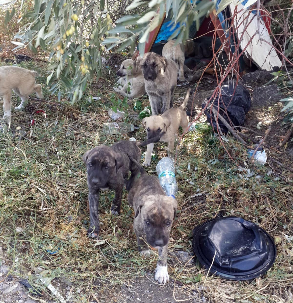 Bırakılan yavru köpekler