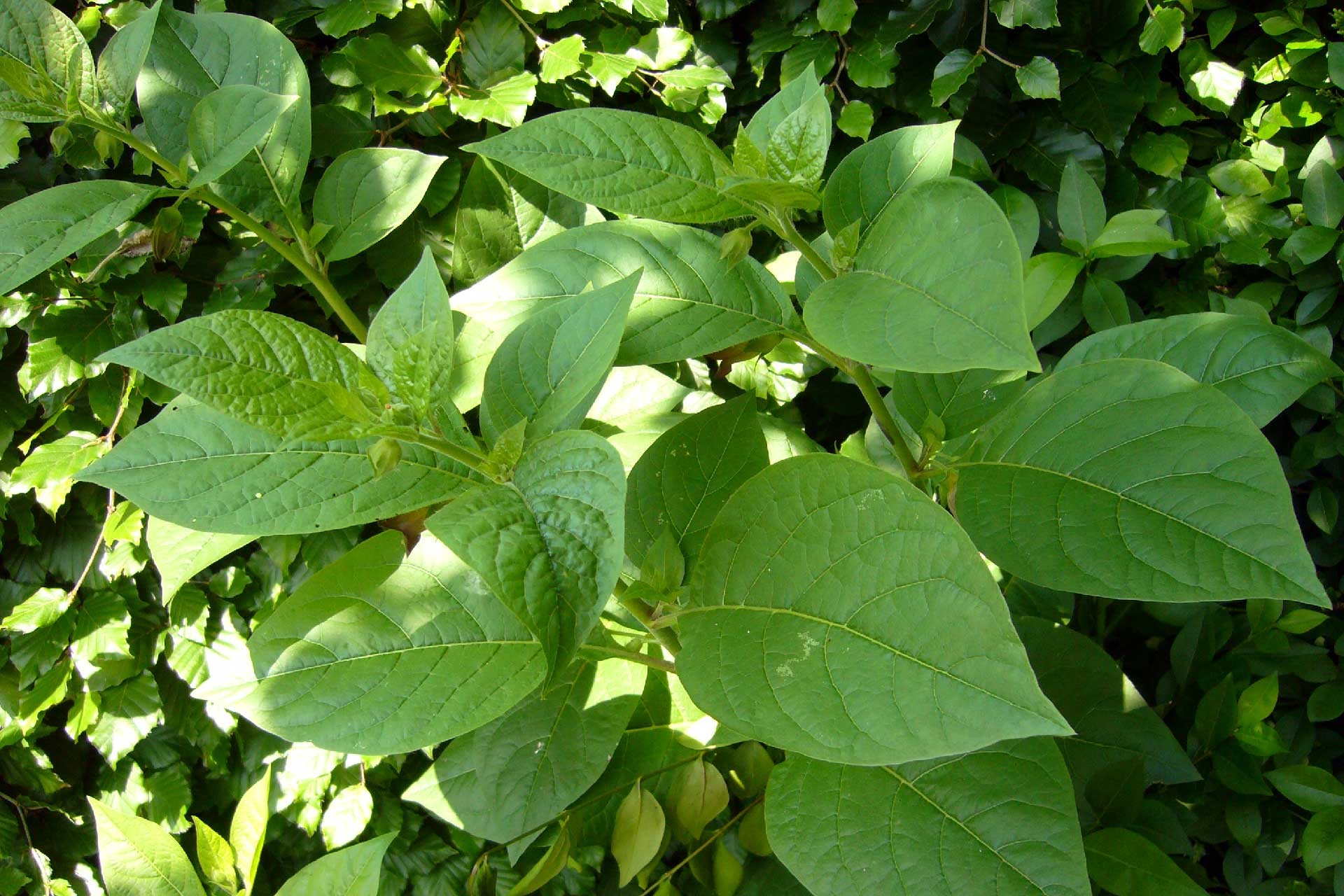 Güzelavrat otu (Atropa belladonna) 