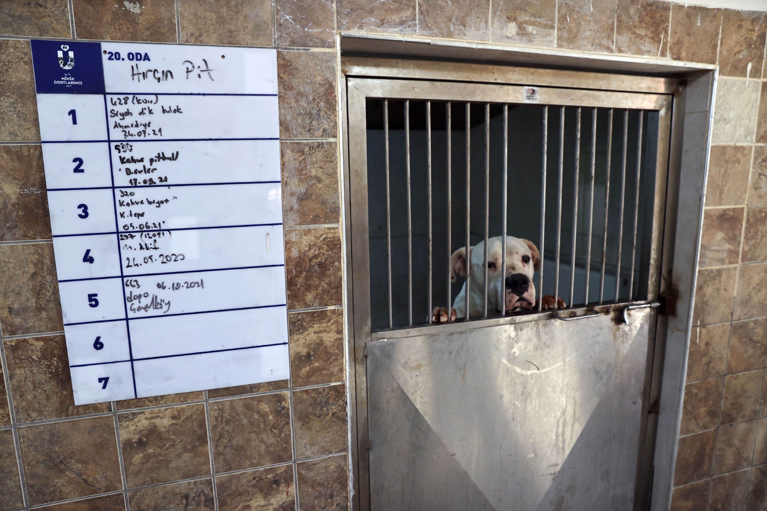 Barınakta tutulan köpekler