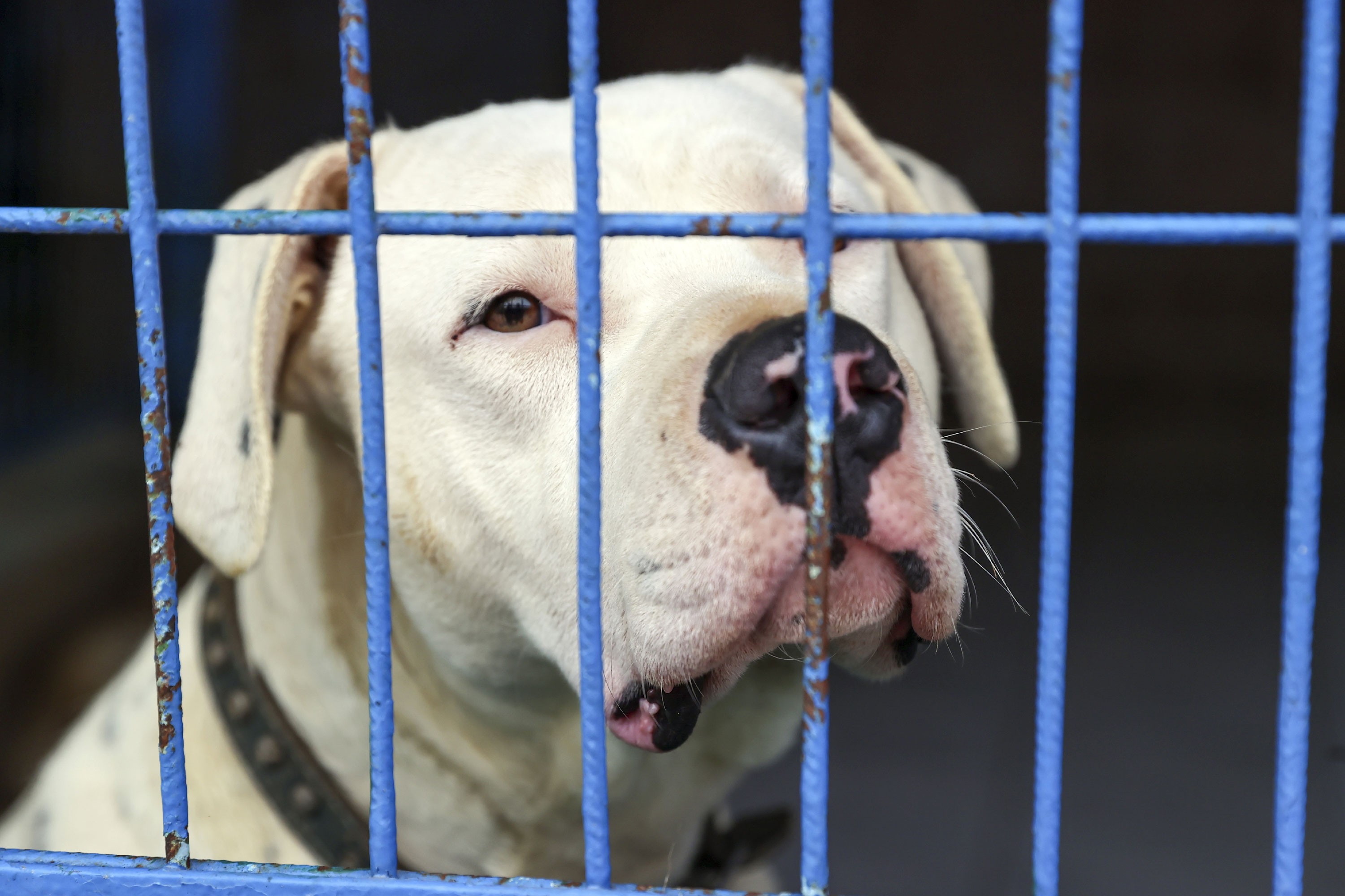 Barınakta tutulan köpekler