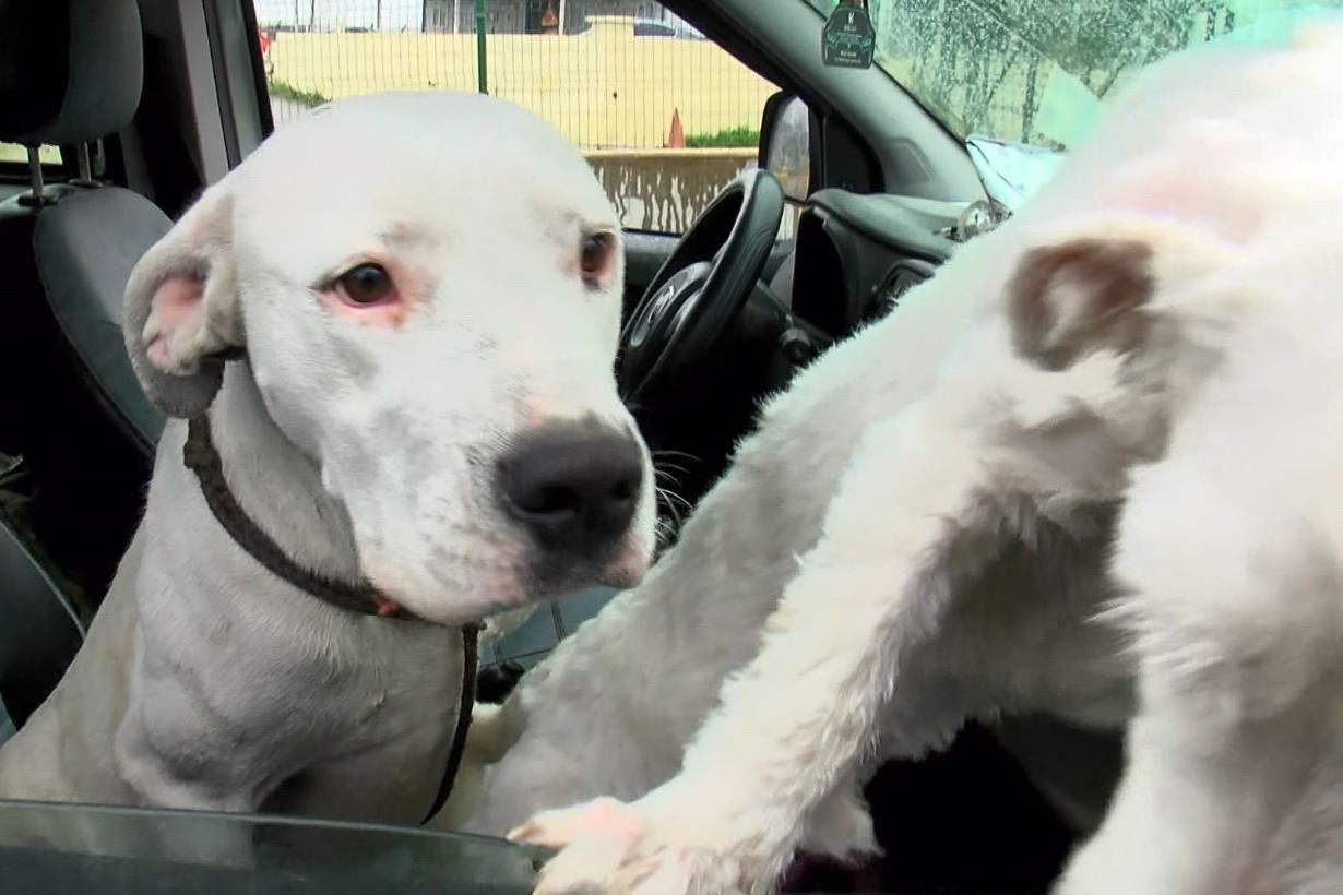 Terk edilmiş Dogo Argentino cinsi sokak köpeği