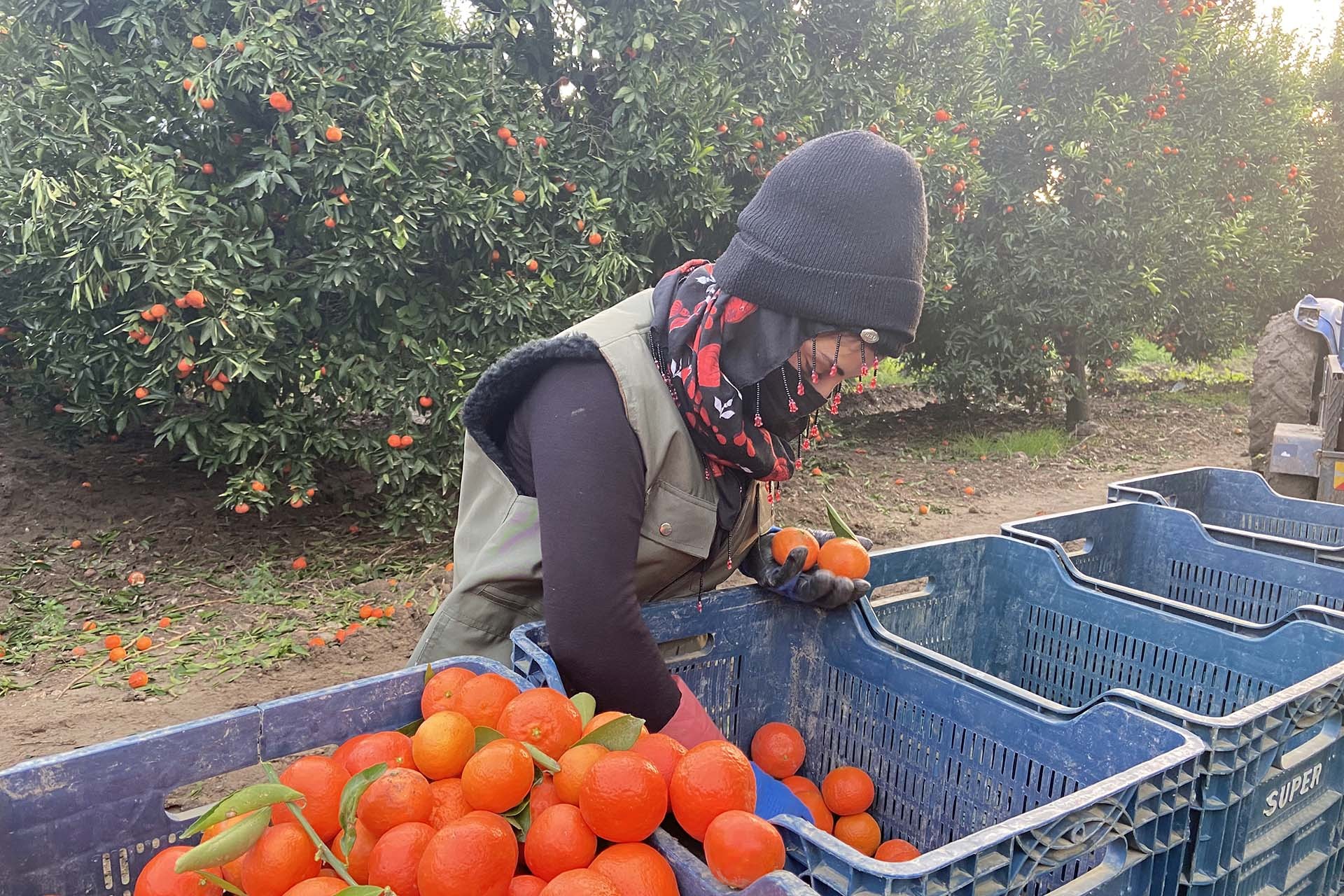 Mandalina seçen işçi