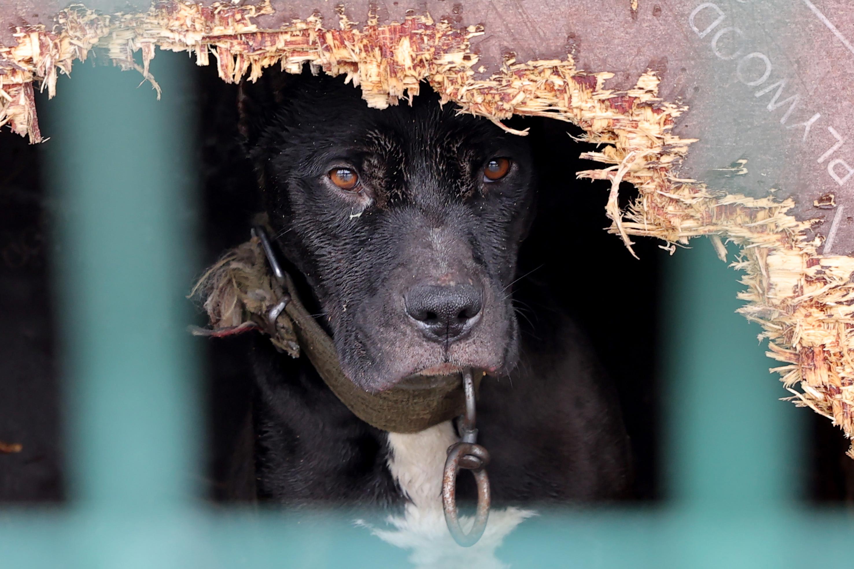 Tehlikeli ırk diye sokağa bırakılan barınağa alınan bir köpek