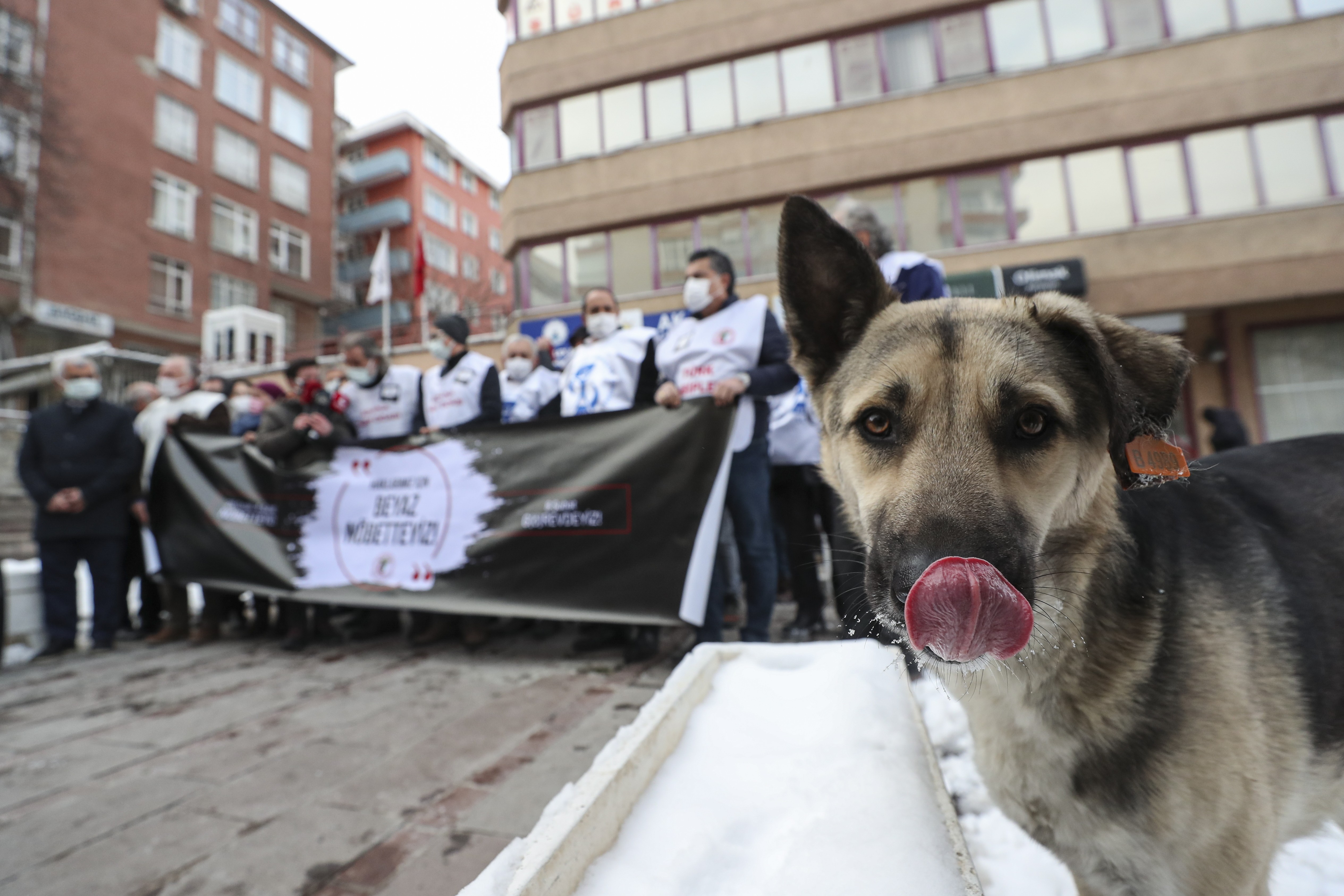 dil çıkartan köpek