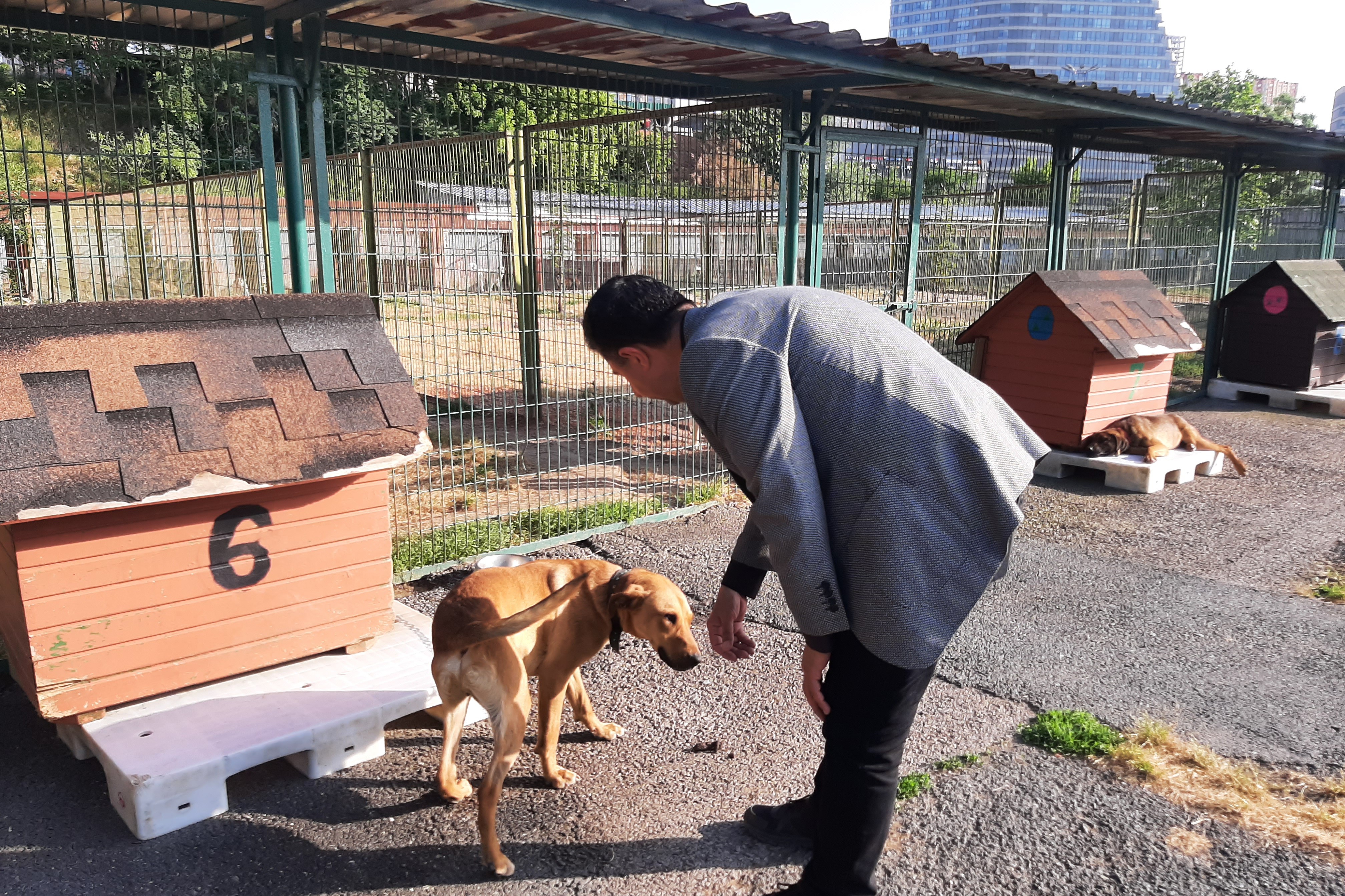 Necati Bozkurt sokak köpekleriyle.