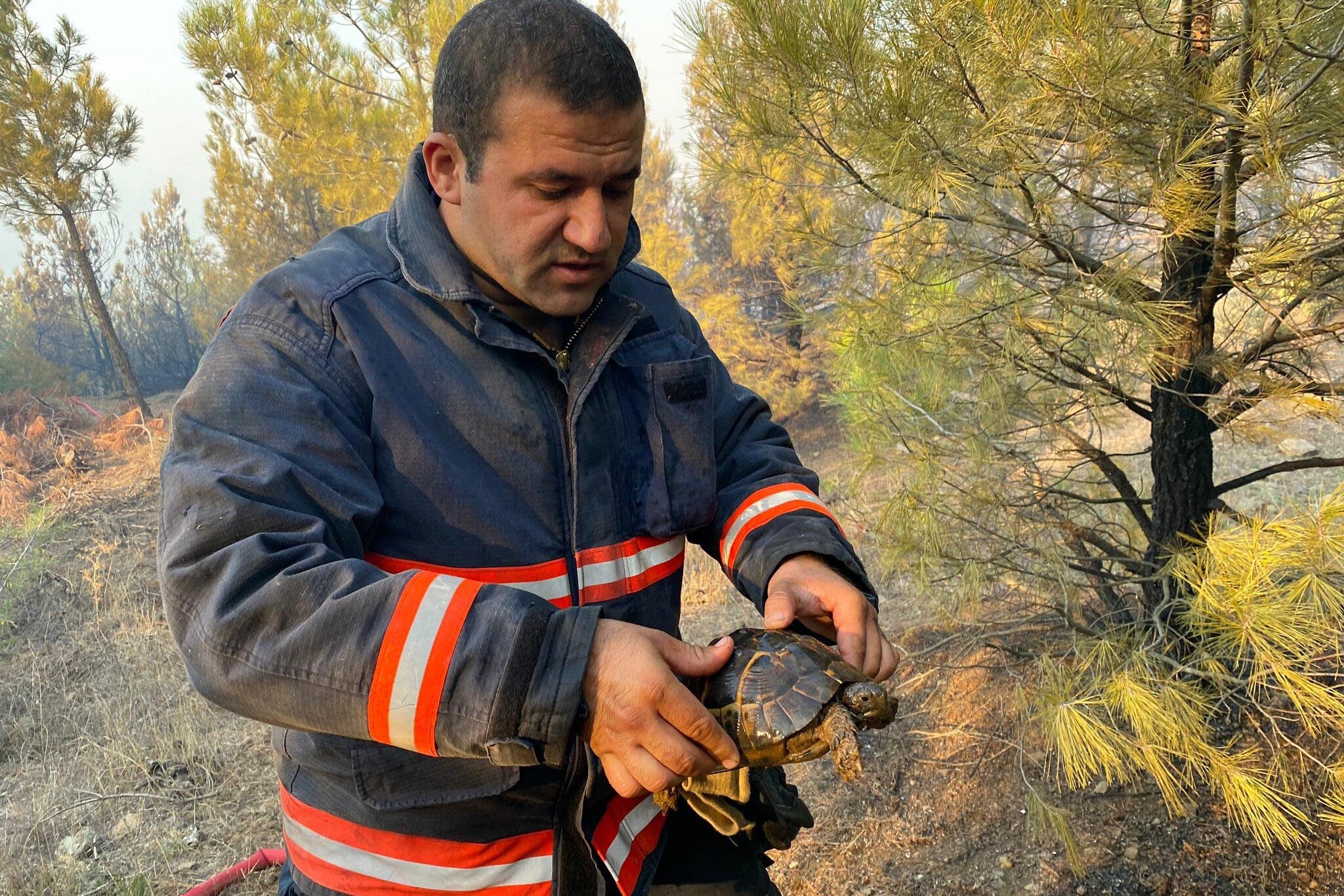 Orman yangınından kurtarılan bir kaplumbağa