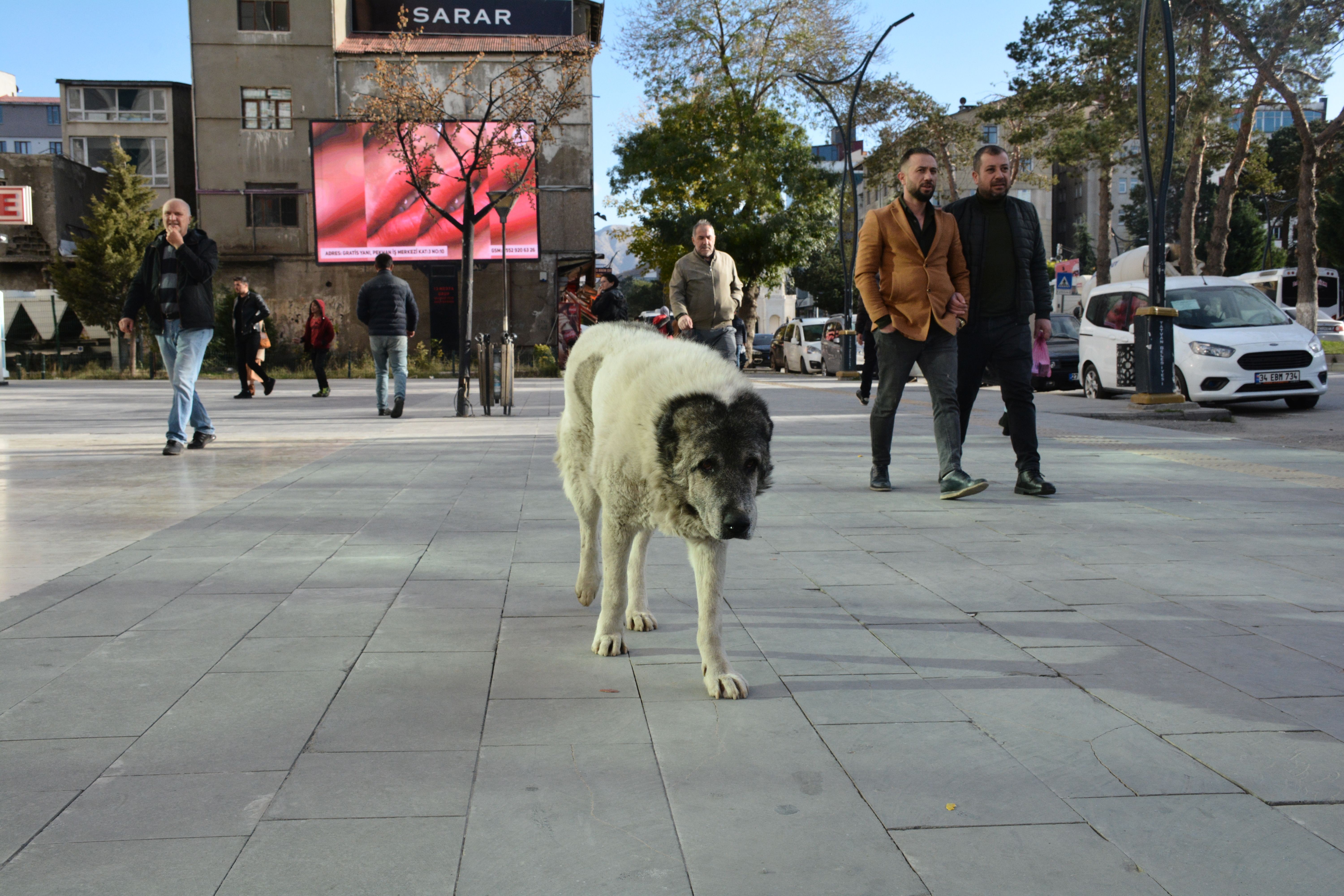 Sokak köpekleri kuduz tartışması