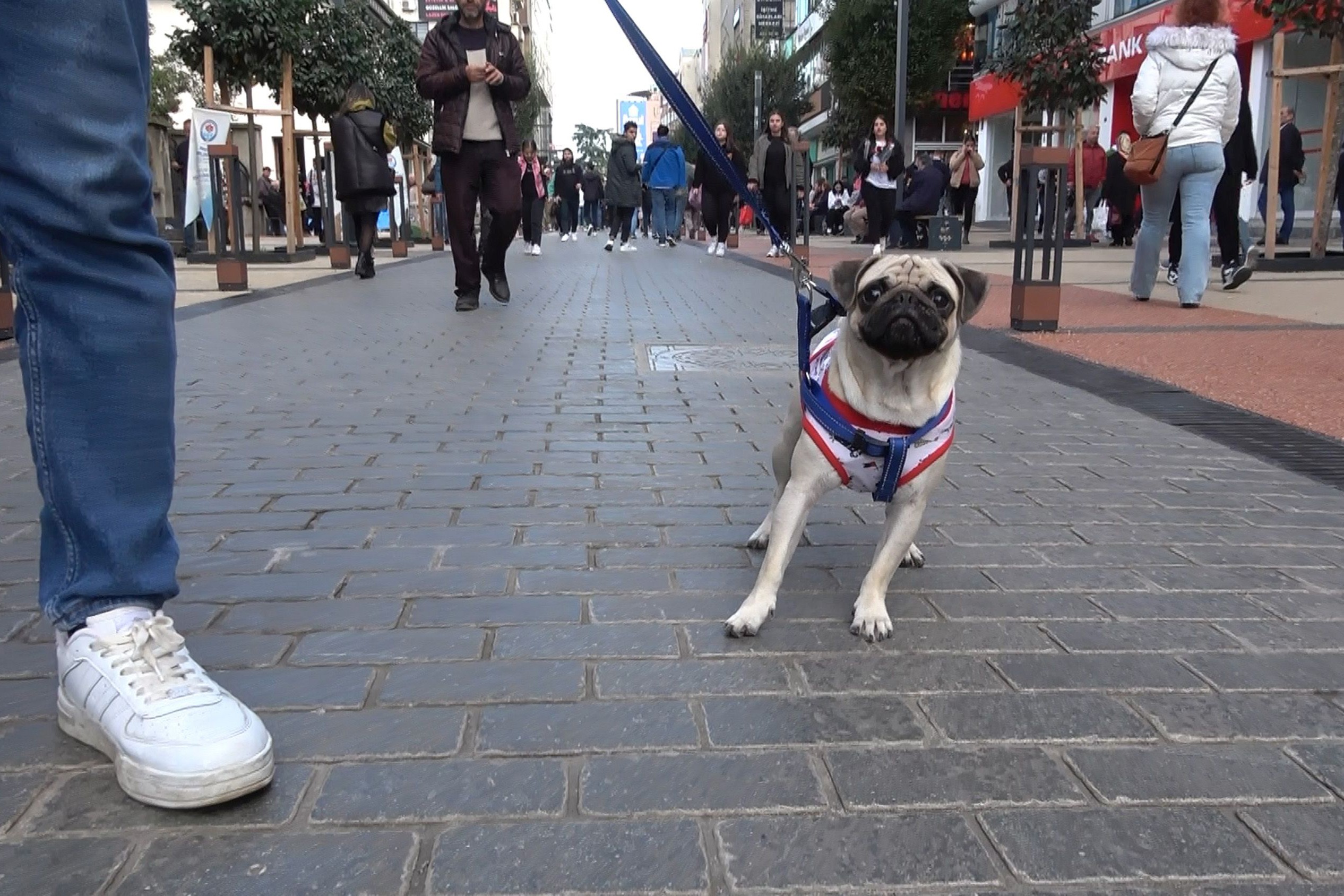 Trabzon'da köpeklere ağızlık takma zorunluluğu kaldırıldı.  