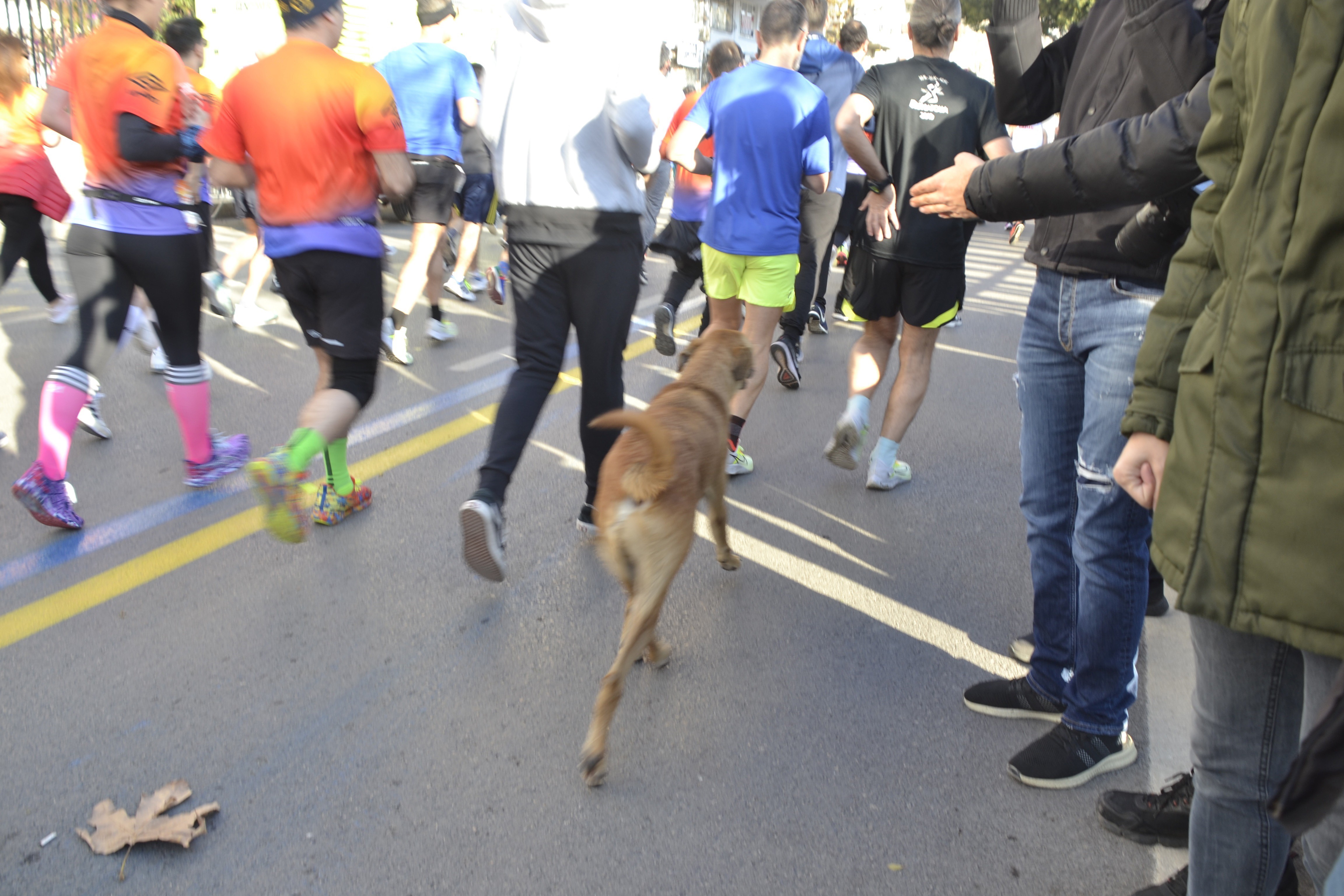 Koşuya katılan köpek