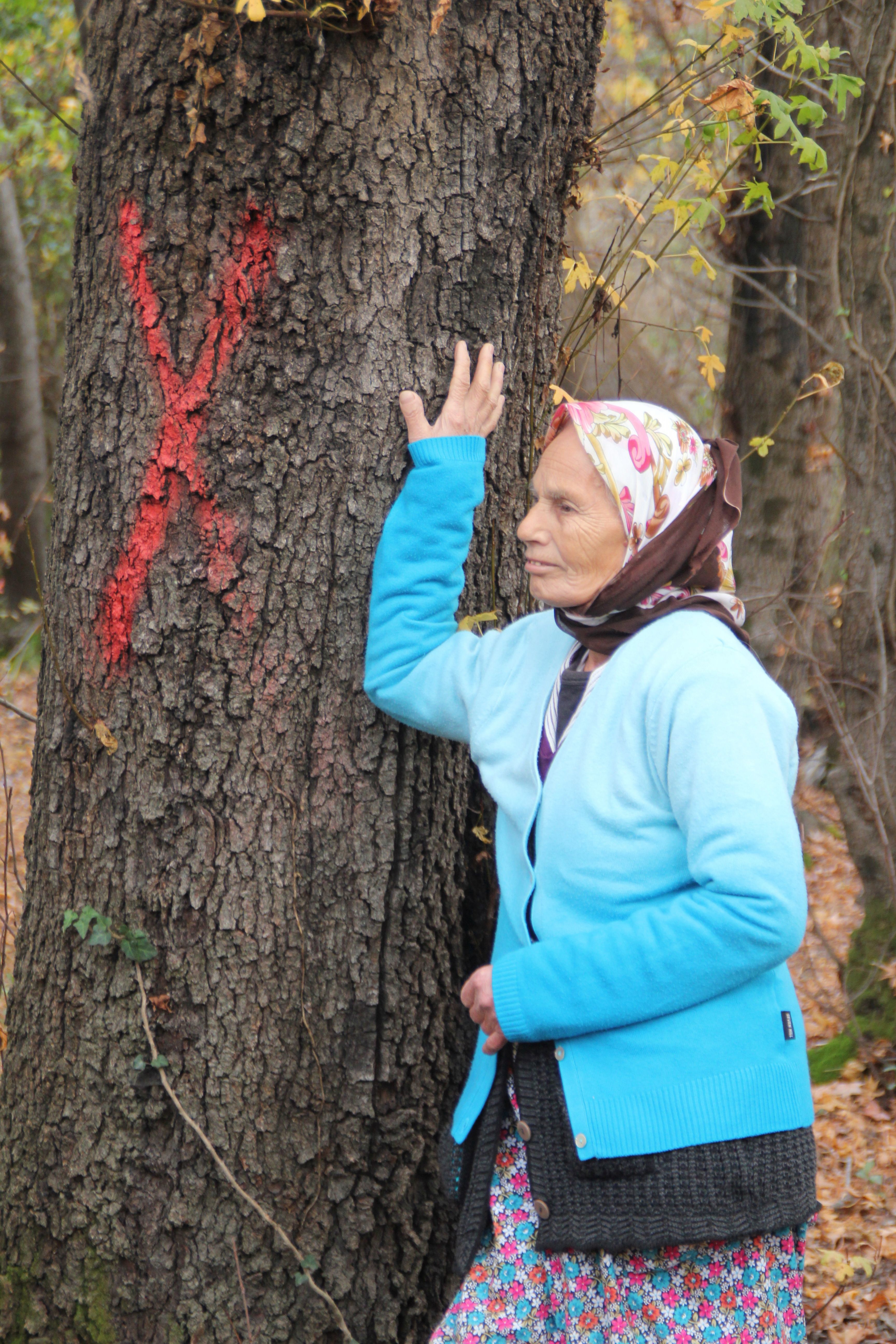 Emine Uslu, kesilmek üzere işaretlenmiş ağaca yaslanmış.