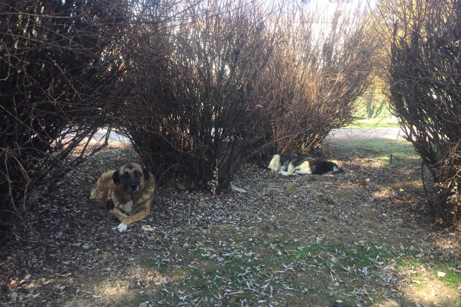 Ankara'da, parktaki köpek kulübelerinin kaldırılmasına tepki