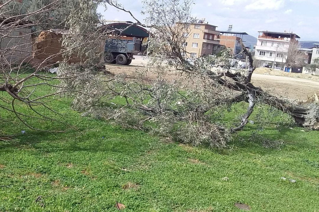 Çine Belediyesinin söktüğü ağaçlar