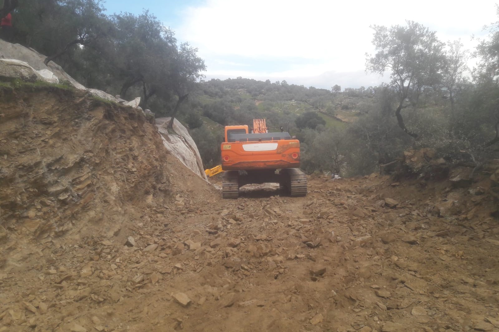 Aydın Çine’de yol yapımı için yüz elli yıllık ağaçlar üzerindeki meyvelerle birlikte köklendi