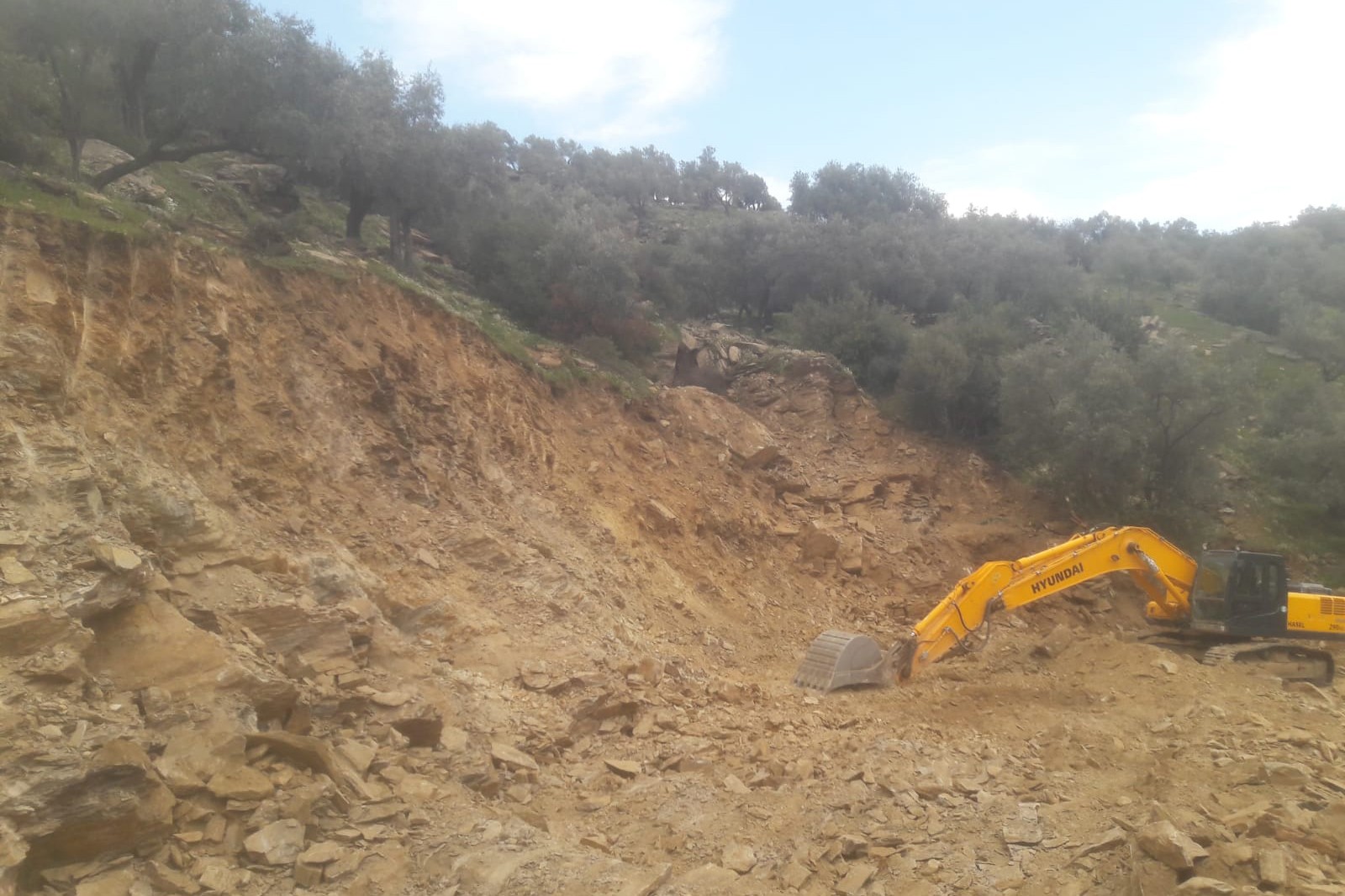 Aydın Çine’de yol yapımı için yüz elli yıllık ağaçlar üzerindeki meyvelerle birlikte köklendi