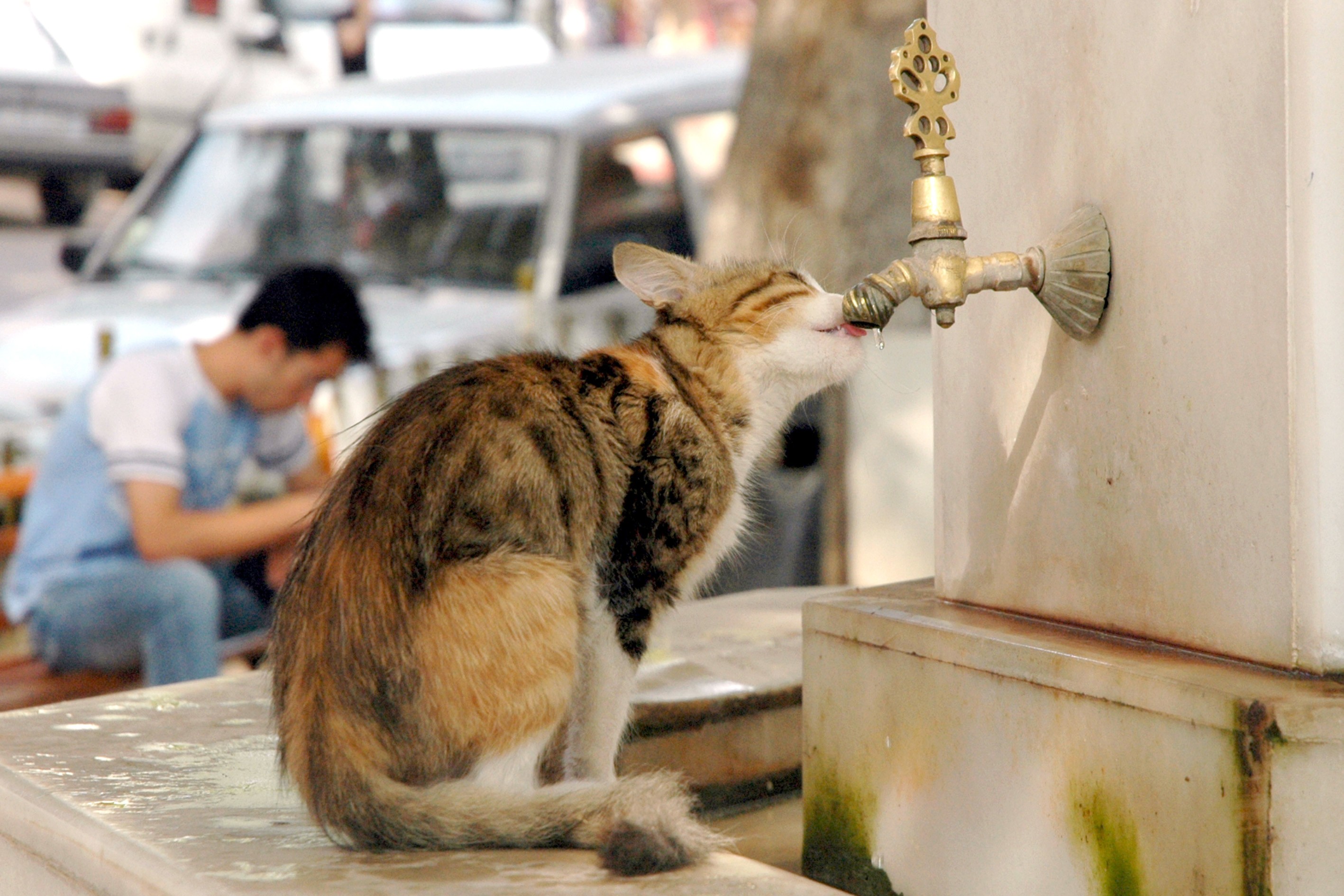 Kedi çeşmeden su içiyor.