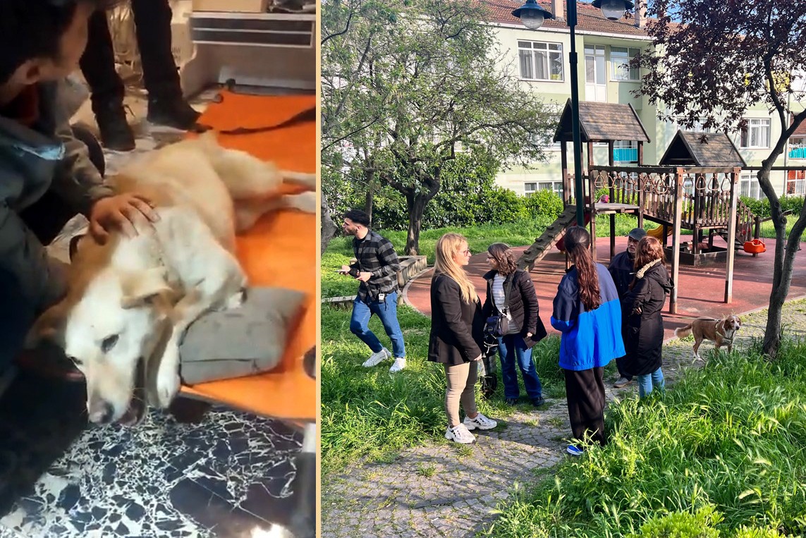 Saldırıya uğraya köpek ve parkın fotoğrafları