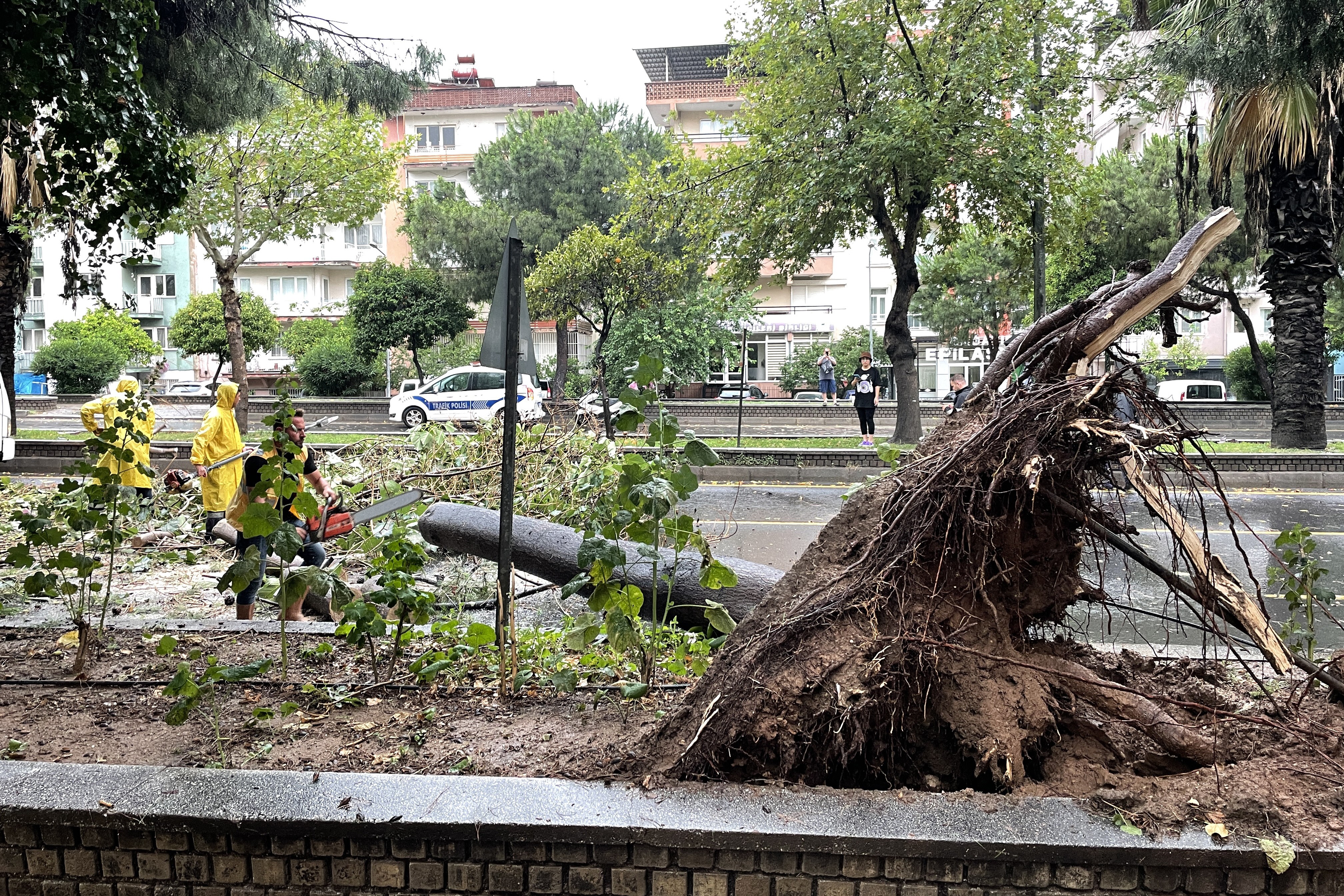 Aydın'da sağanak sonrası devrilen ağaç