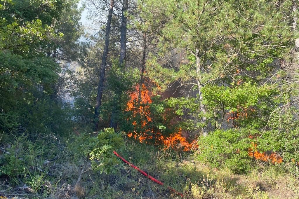 Sakarya Taraklı'da orman yangını