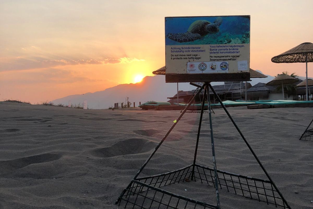 İztuzu sahilindeki caretta caretta yuvaları