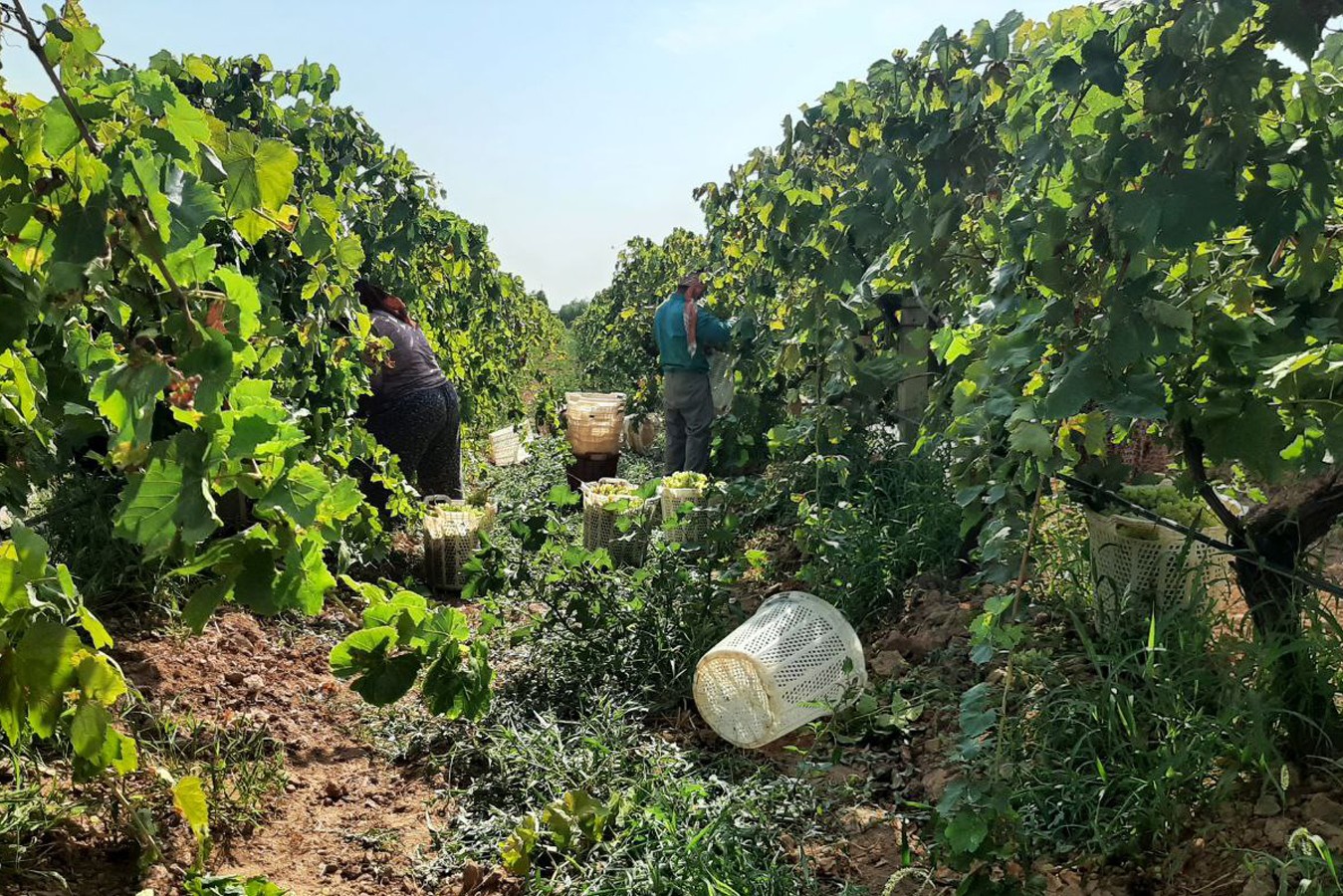 Üzüm bağı ve bağda kesim yapan işçiler