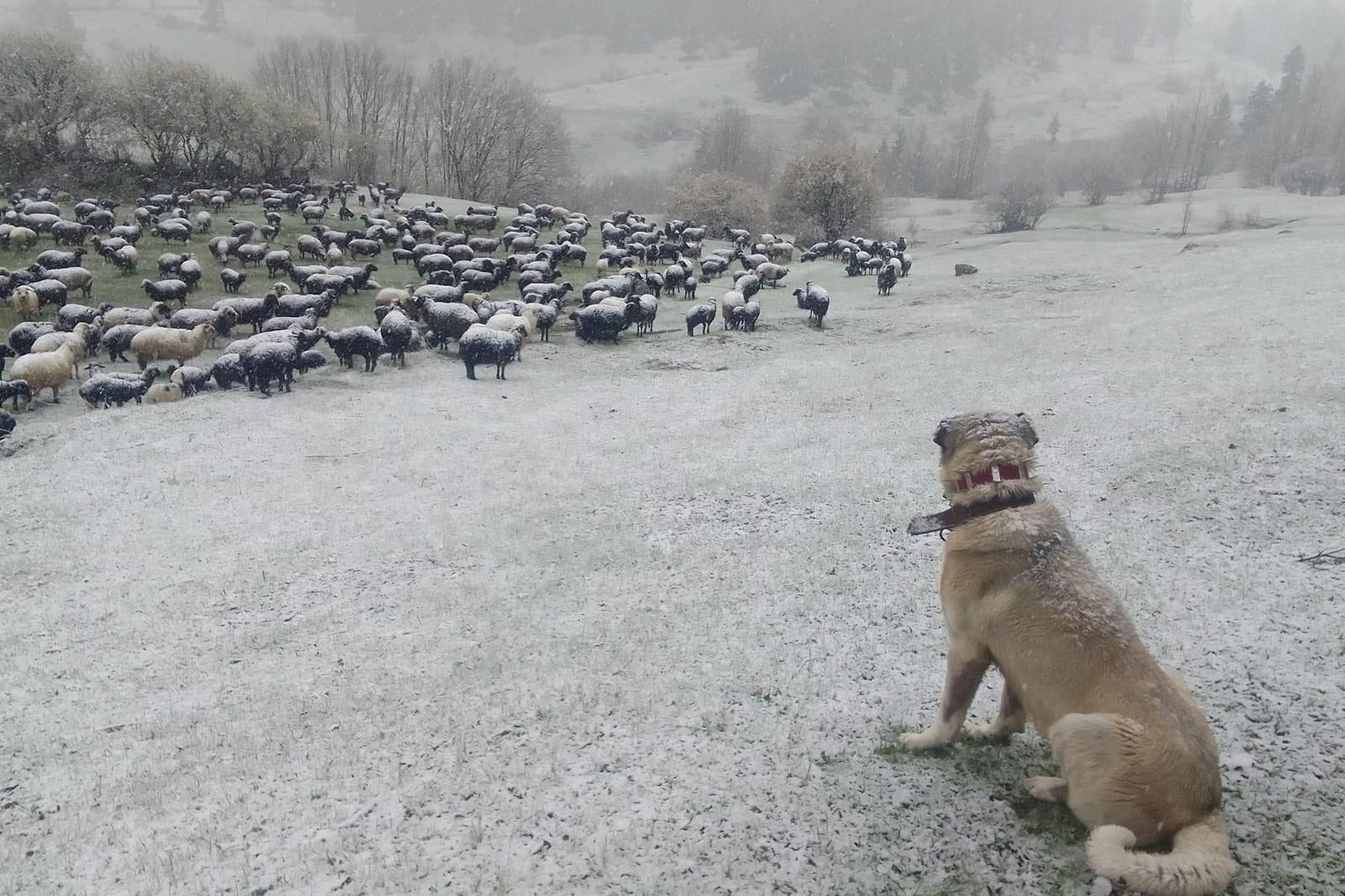 Doğu Karadeniz'de sağanak 