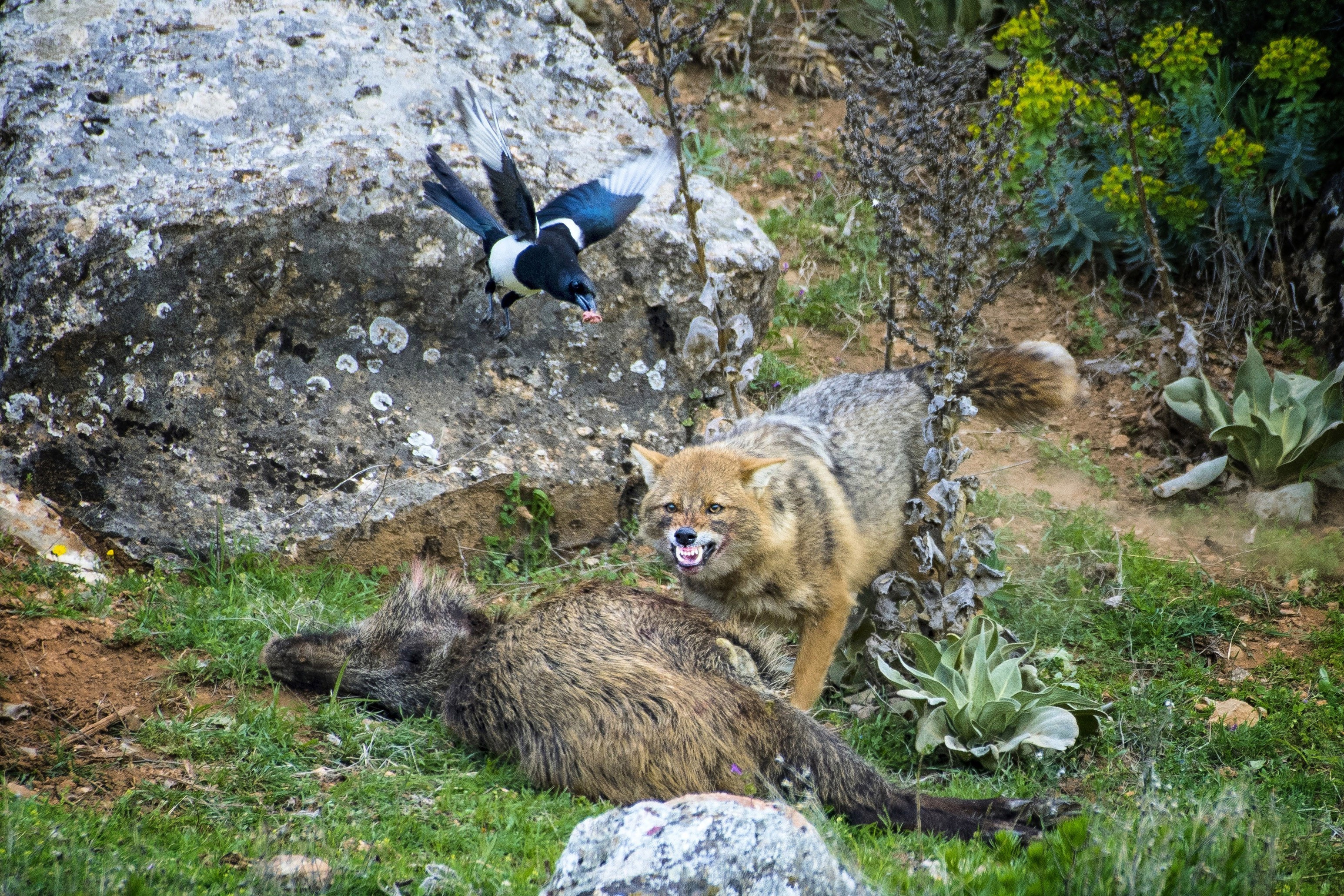 domuz leşi başında tilki ve saksağan