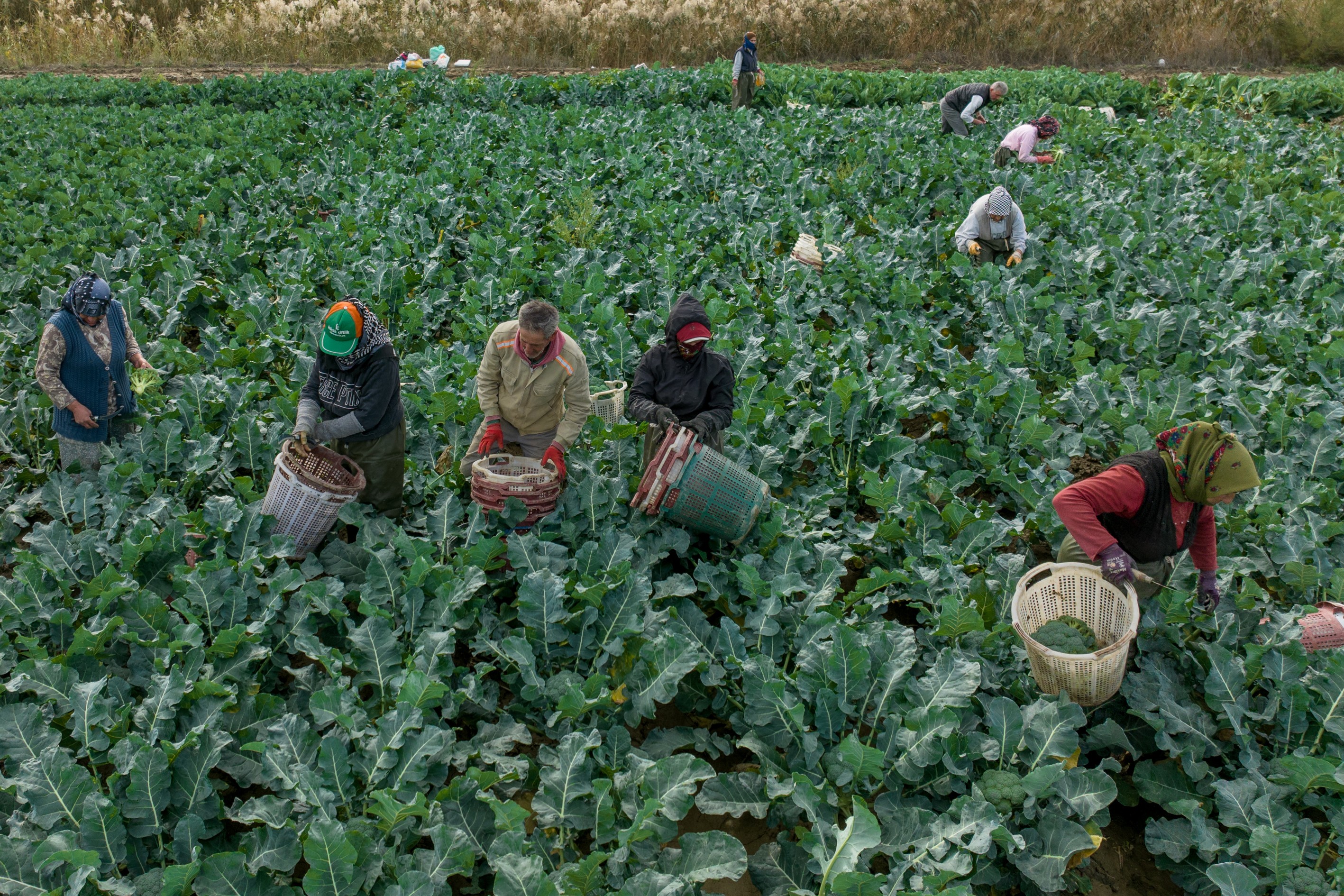 tarım işçileri
