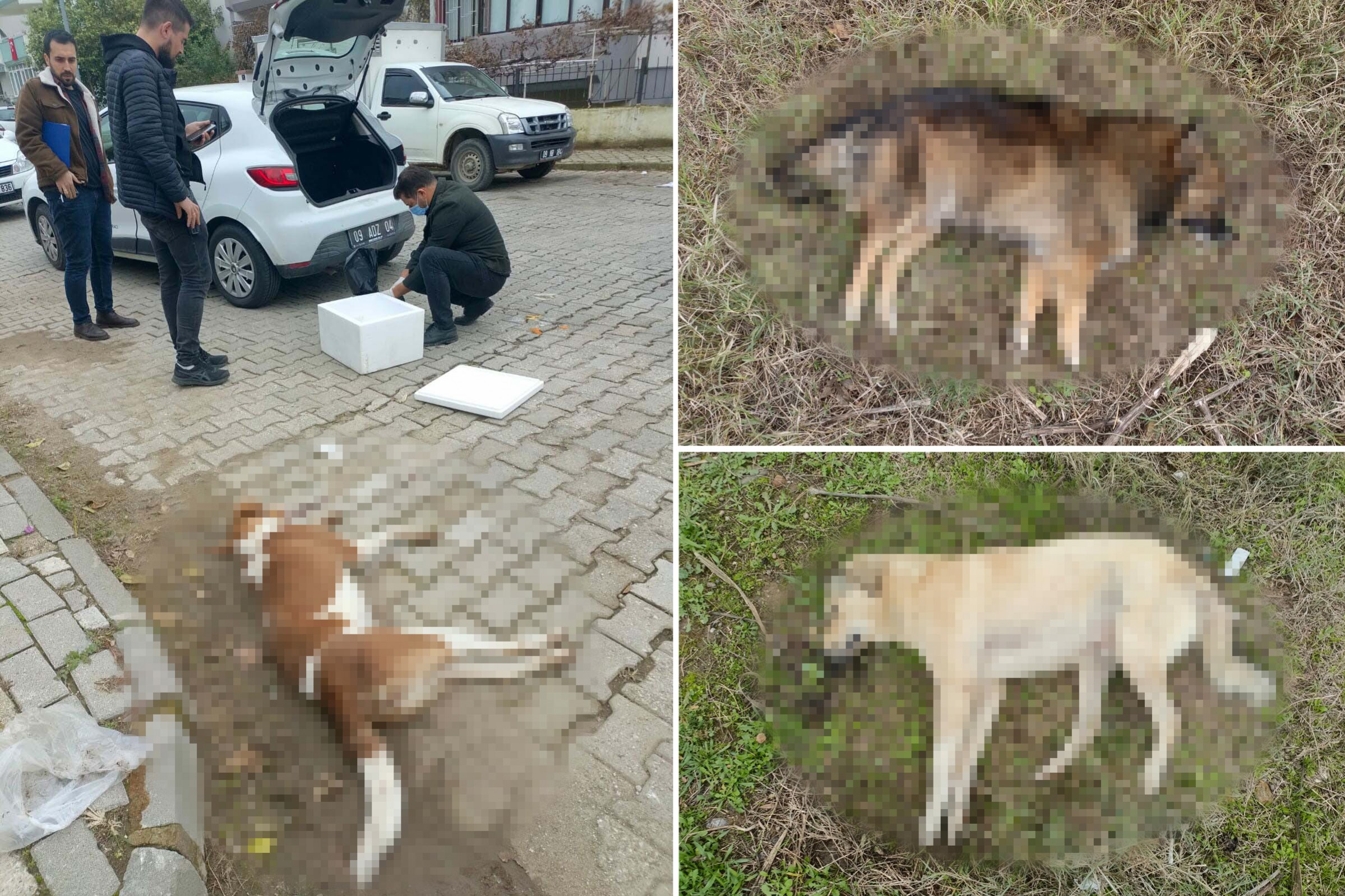 Zehirlenmiş köpek ölüleri (blurlu)