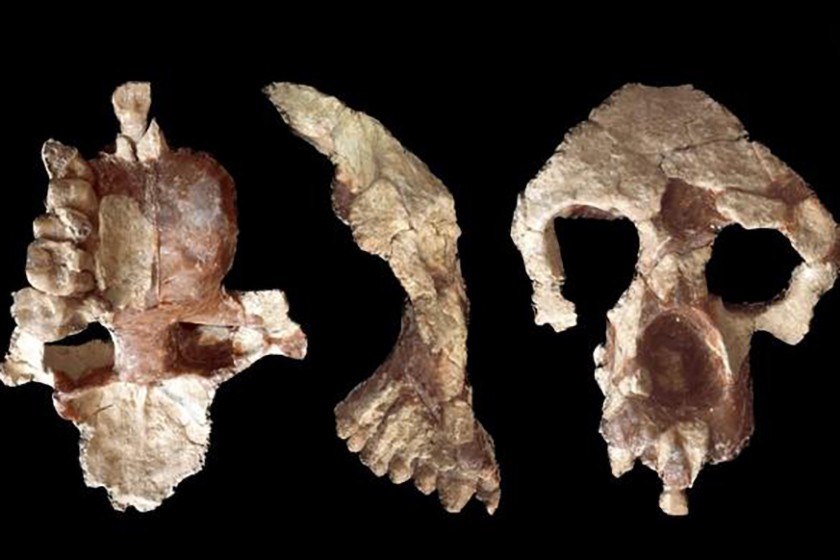 Afrika homininlerinin atası