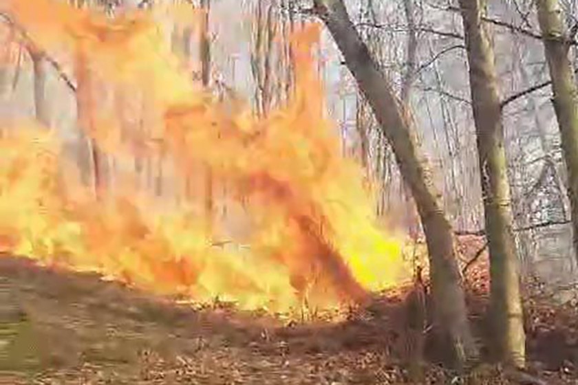 Sakarya Karasu'da orman yangını