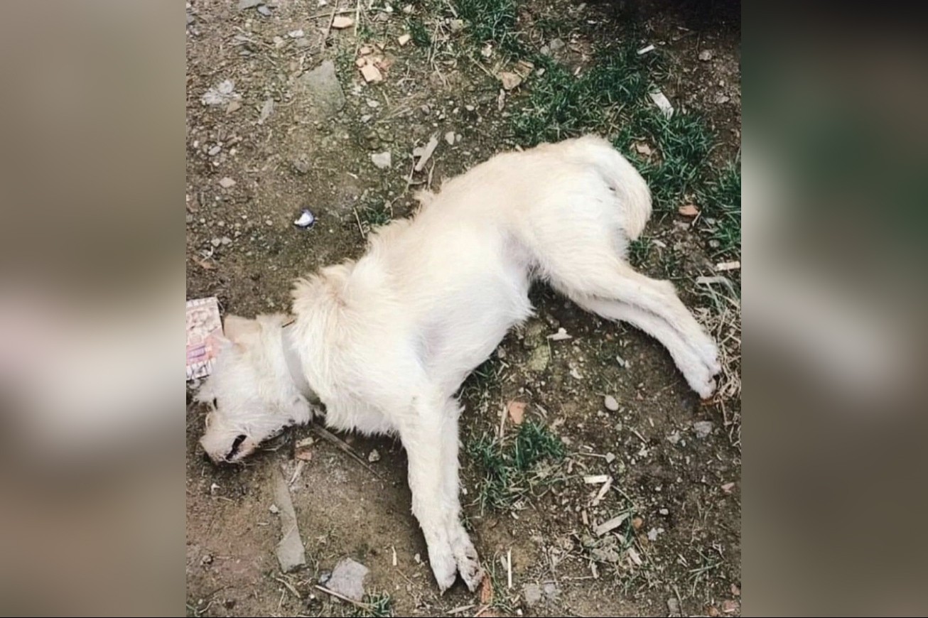 Zehirlenmiş bir köpek