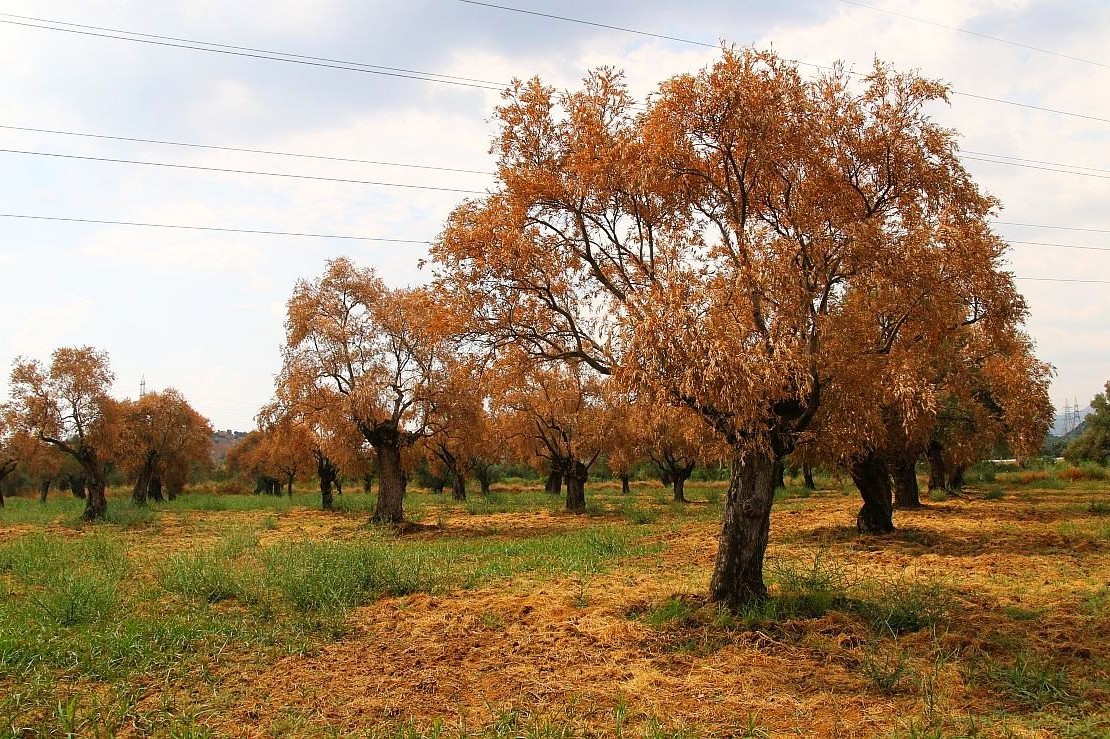 Alaşehir'de ağaçlar