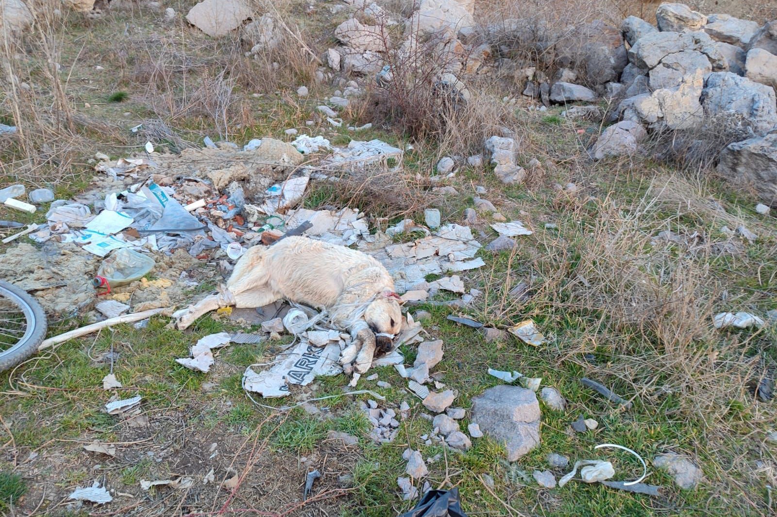 Öldürülmüş halde bulunan köpek