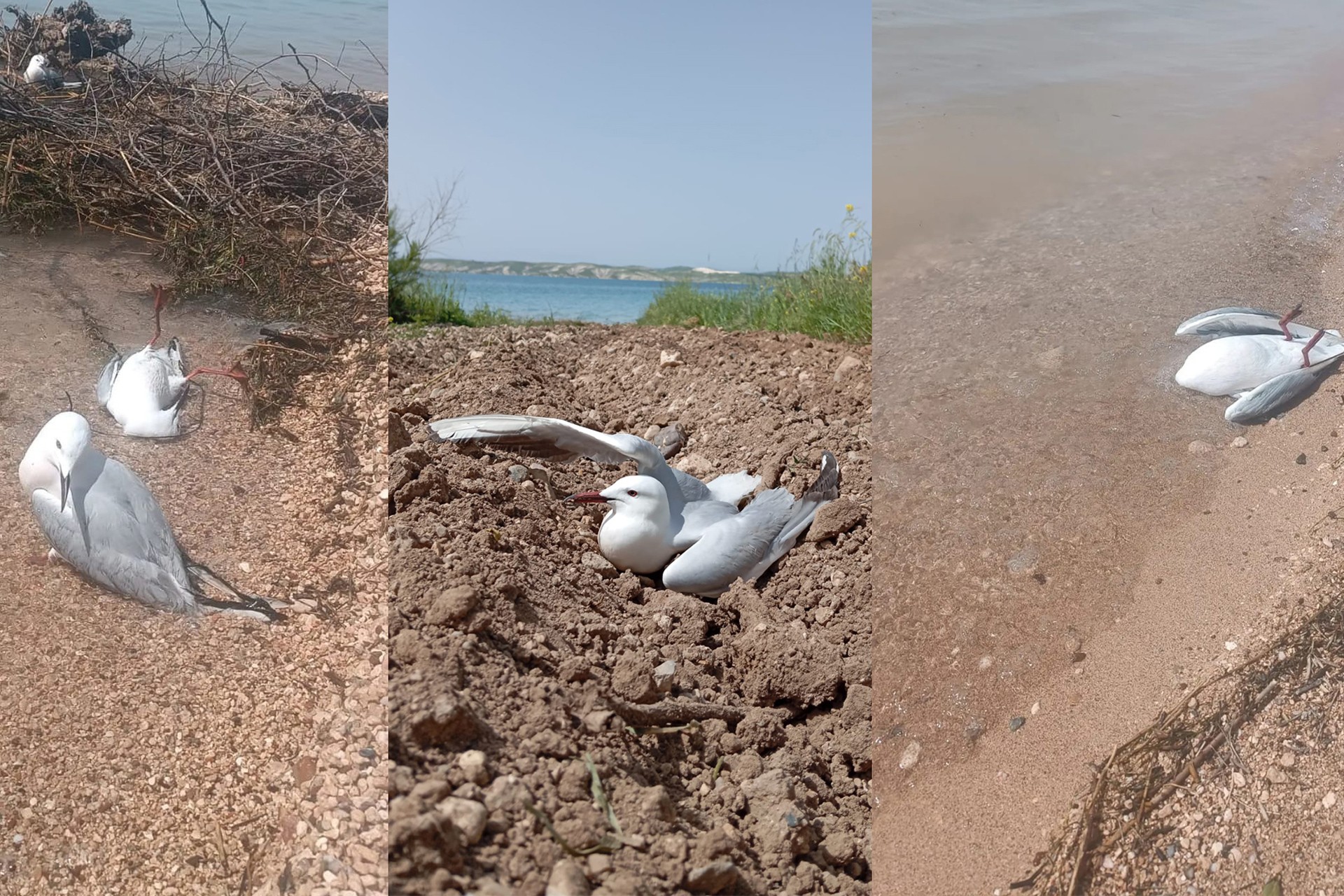 fırat nehri kıyısında yaşamını yitiren martılar 