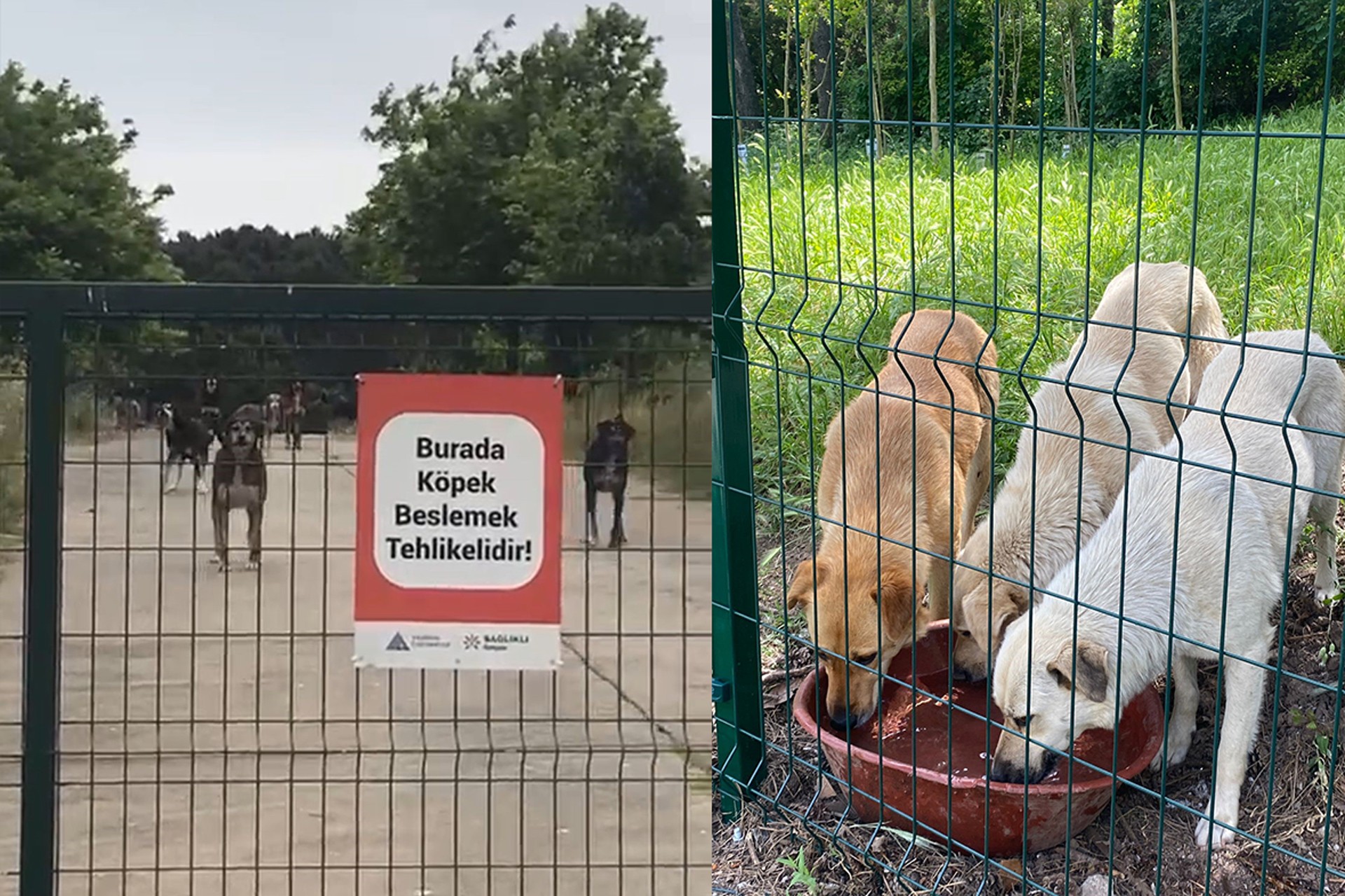 Yeditepe üniversitesi sokak hayvanları 