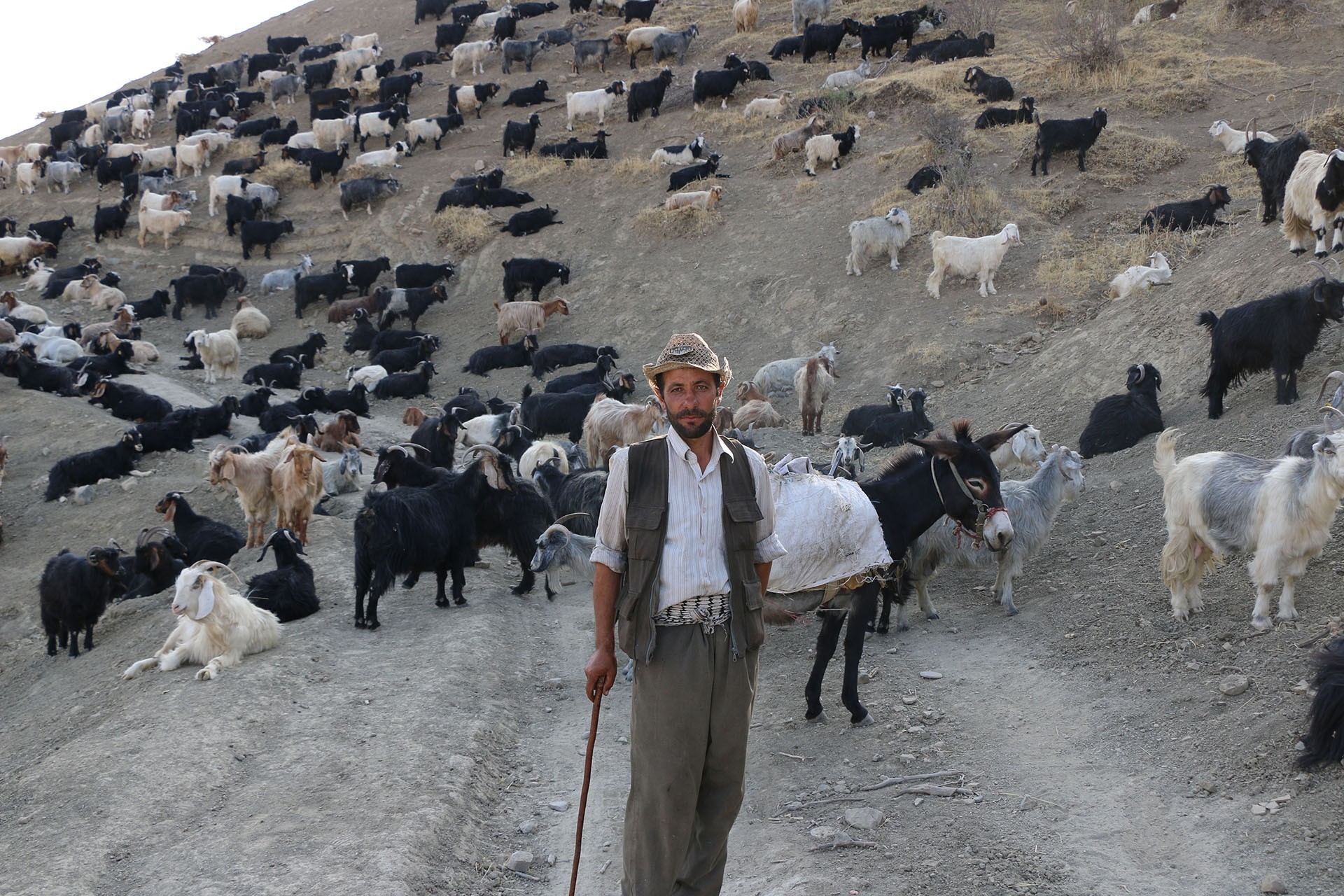 Çoban.