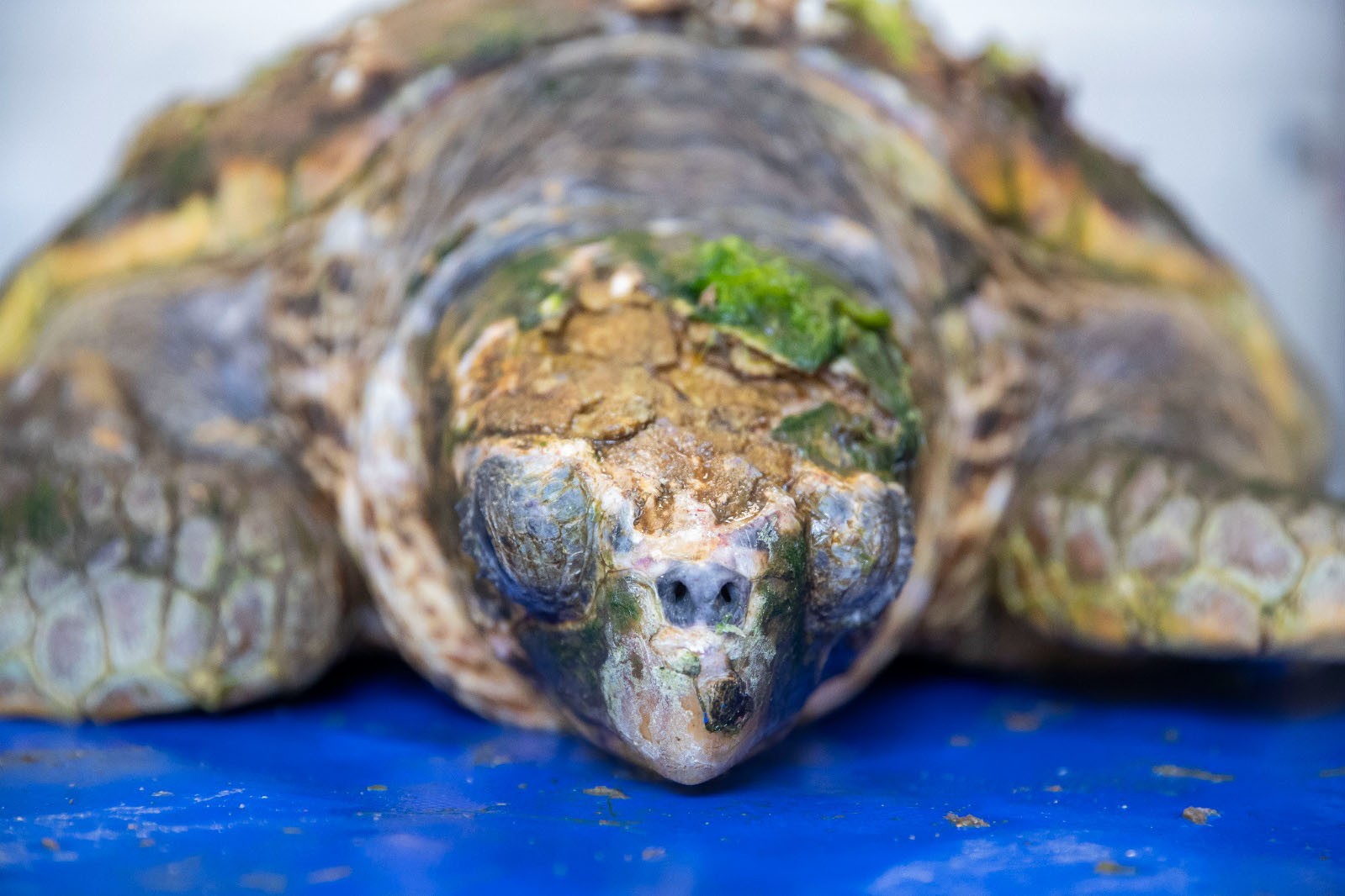 Kurtarılan yaralı Caretta caretta 