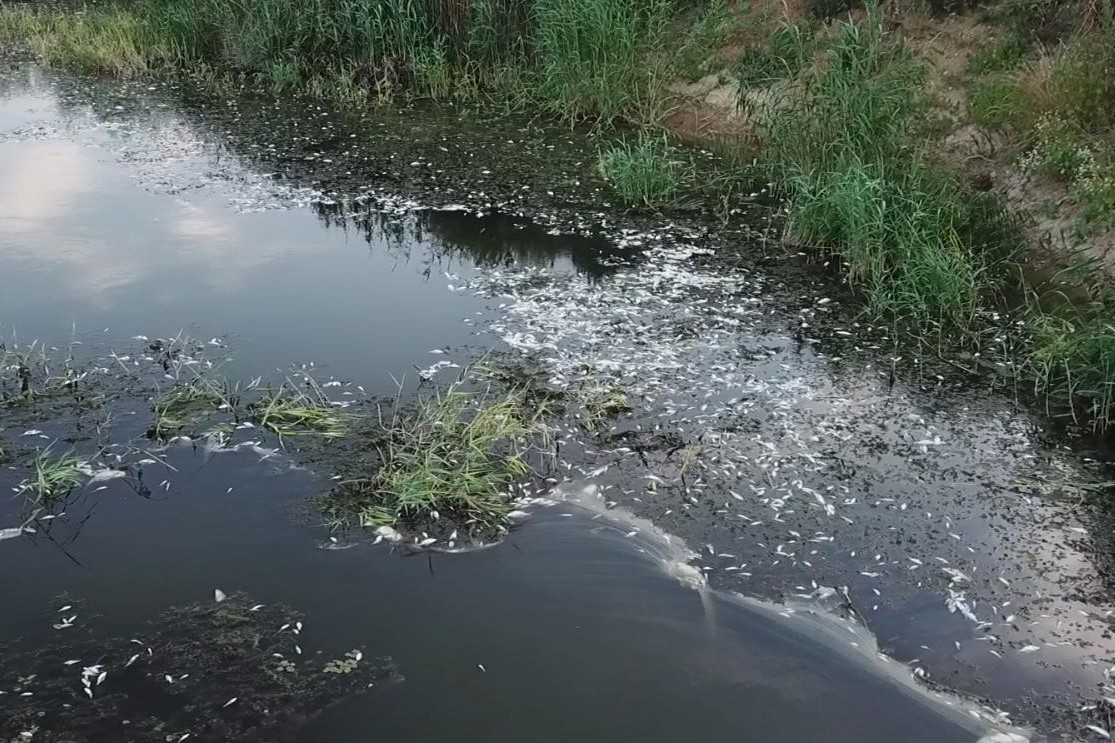 Bursa'daki Nilüfer Çayı’nda toplu balık ölümleri 