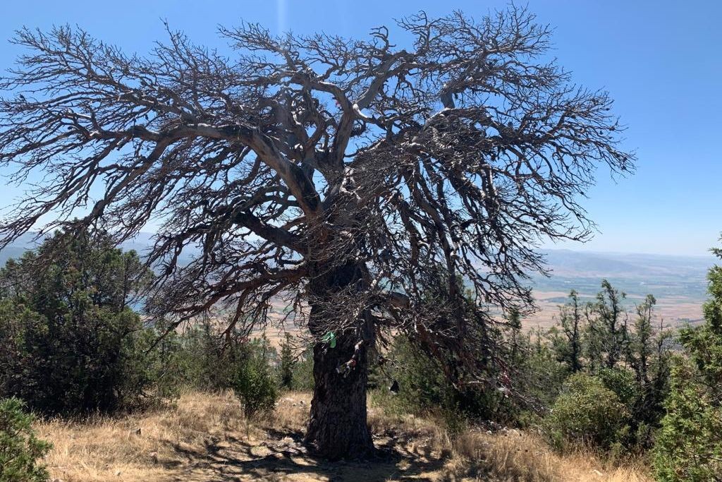 Günçalı Köyü.