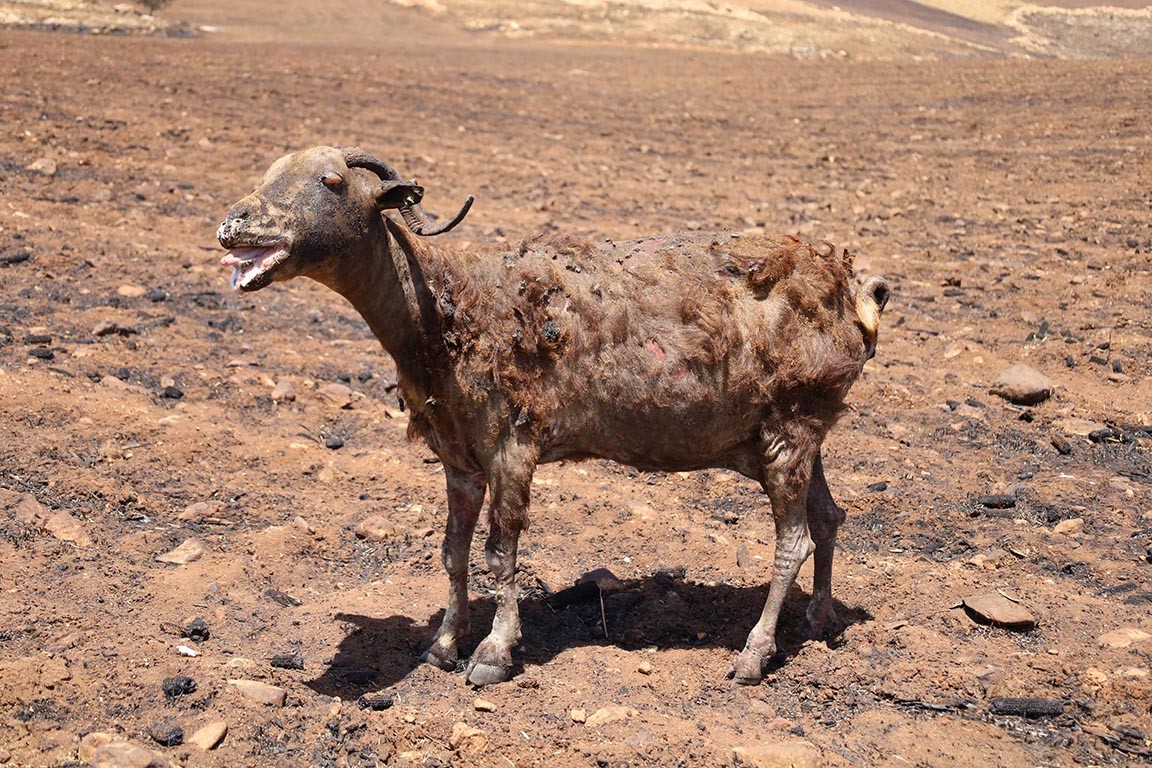 Yangında yaralanan hayvanlar