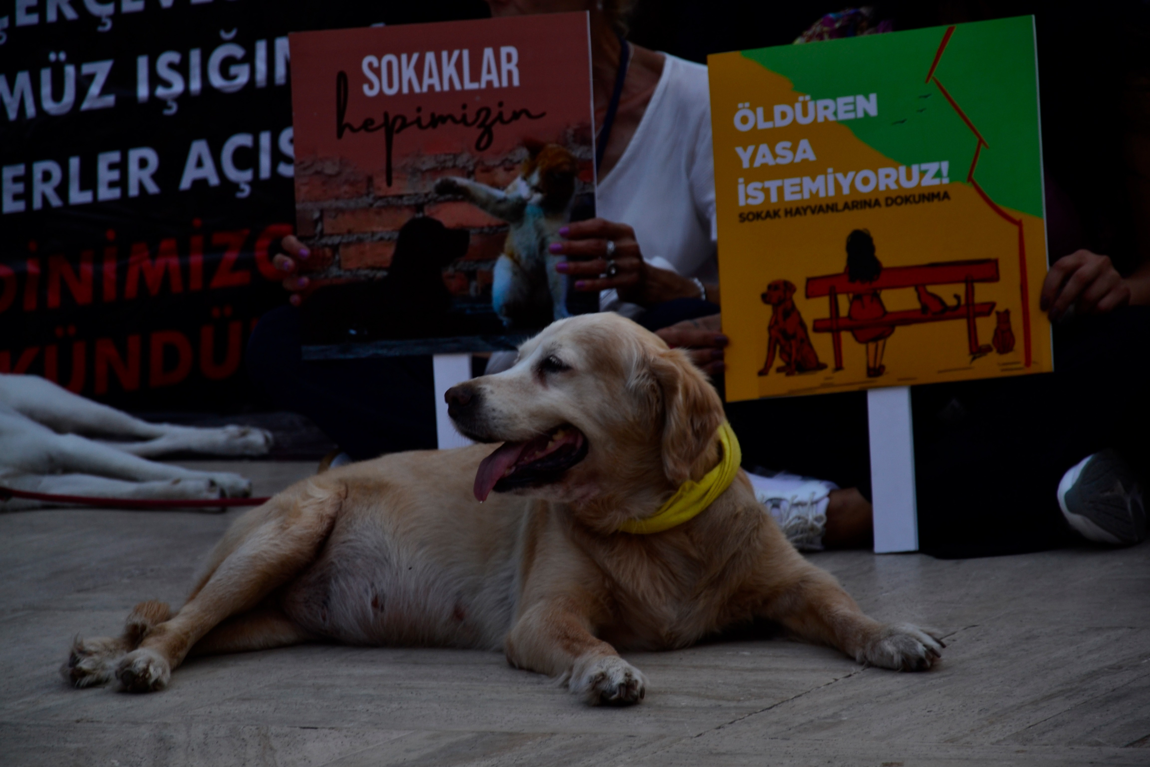 Adana'da sokak hayvanları yasasına karşı açıklama yapıldı