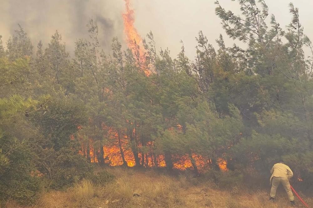 Çanakkale Eceabat'ta orman yangını